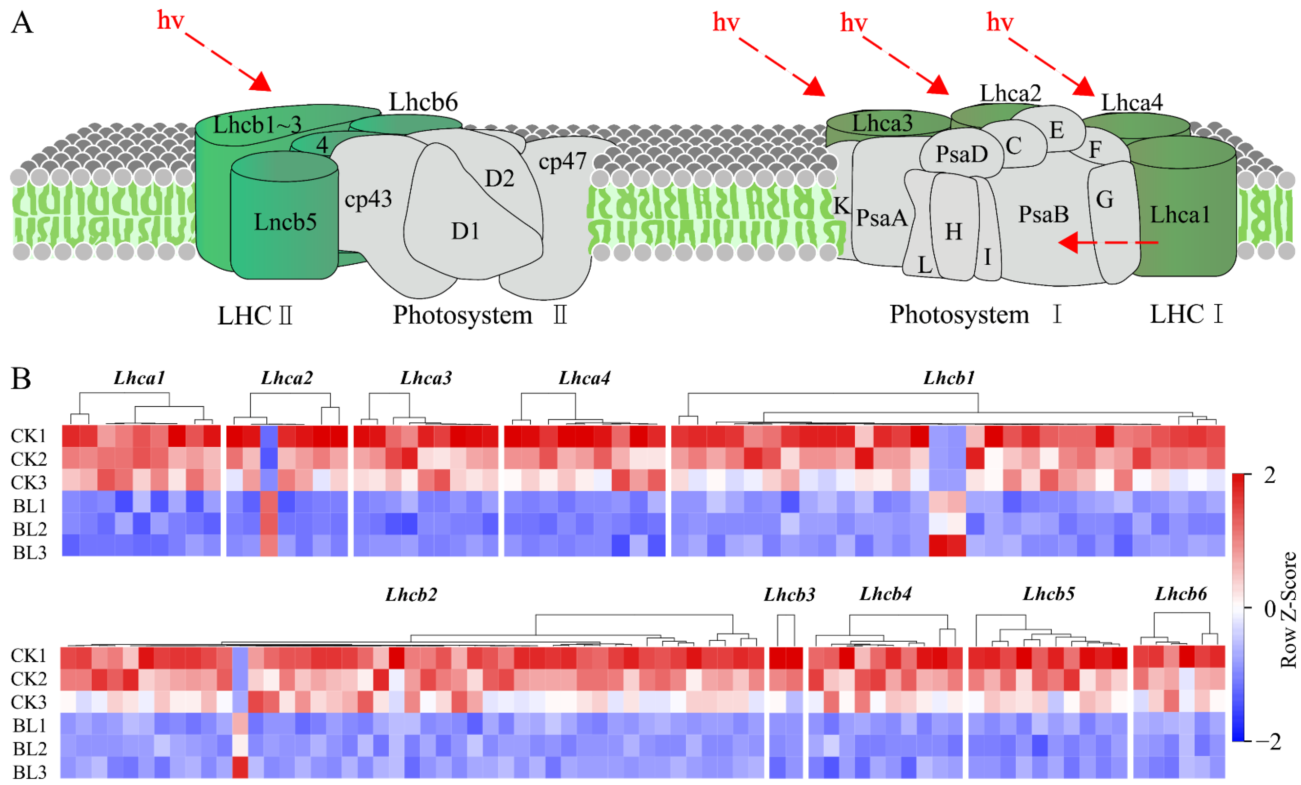 Genes 13 01061 g005 550