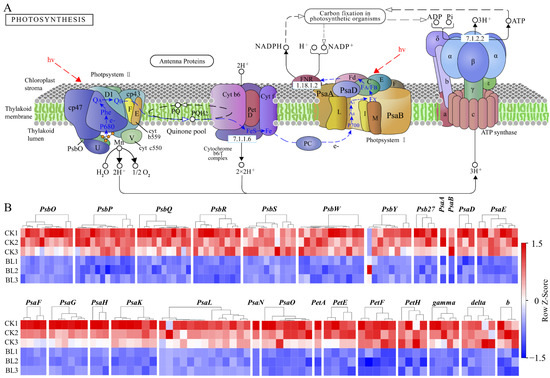 田中 Excavation of Genes Responsive to Brassinosteroids by