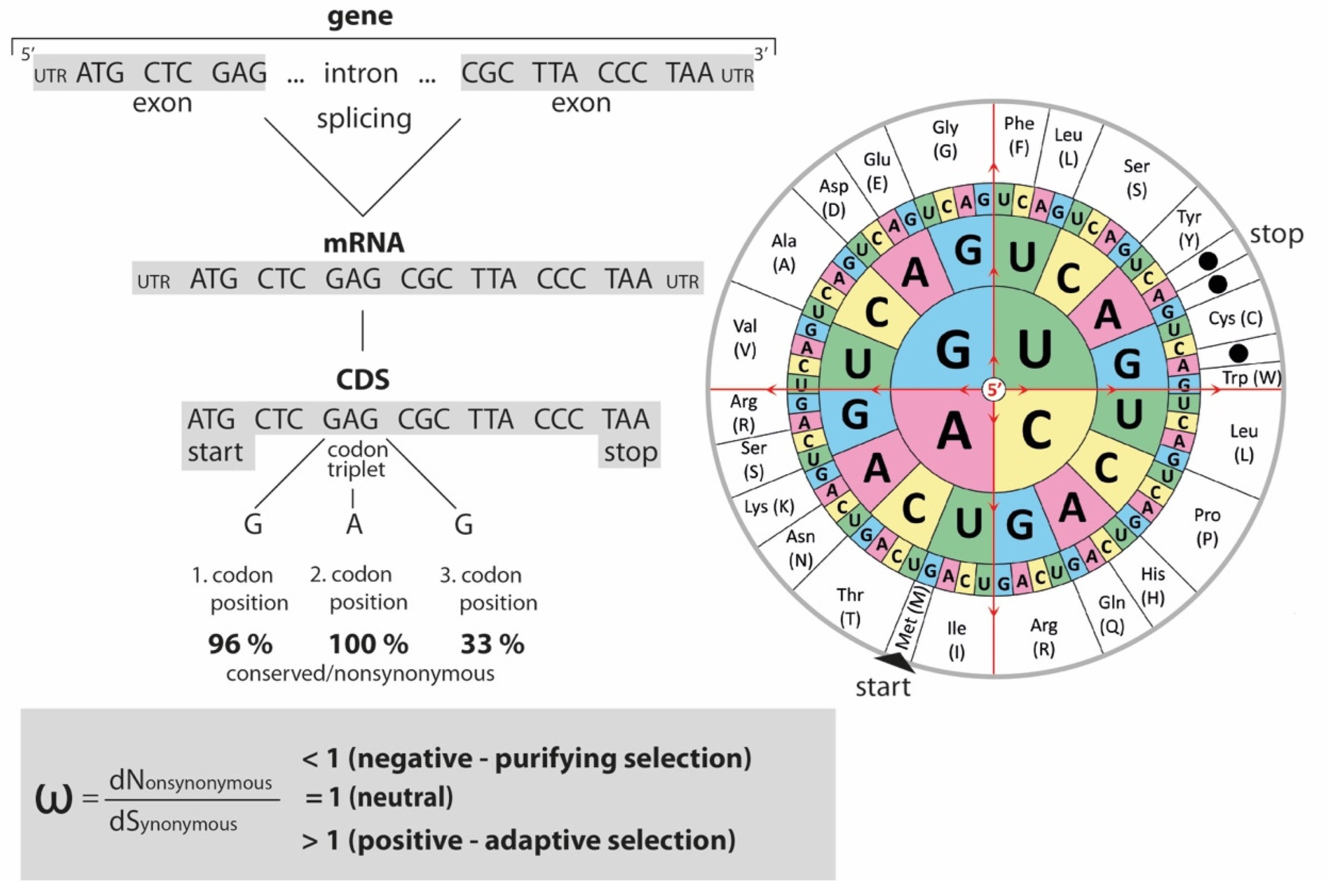 Genes 13 01090 g001