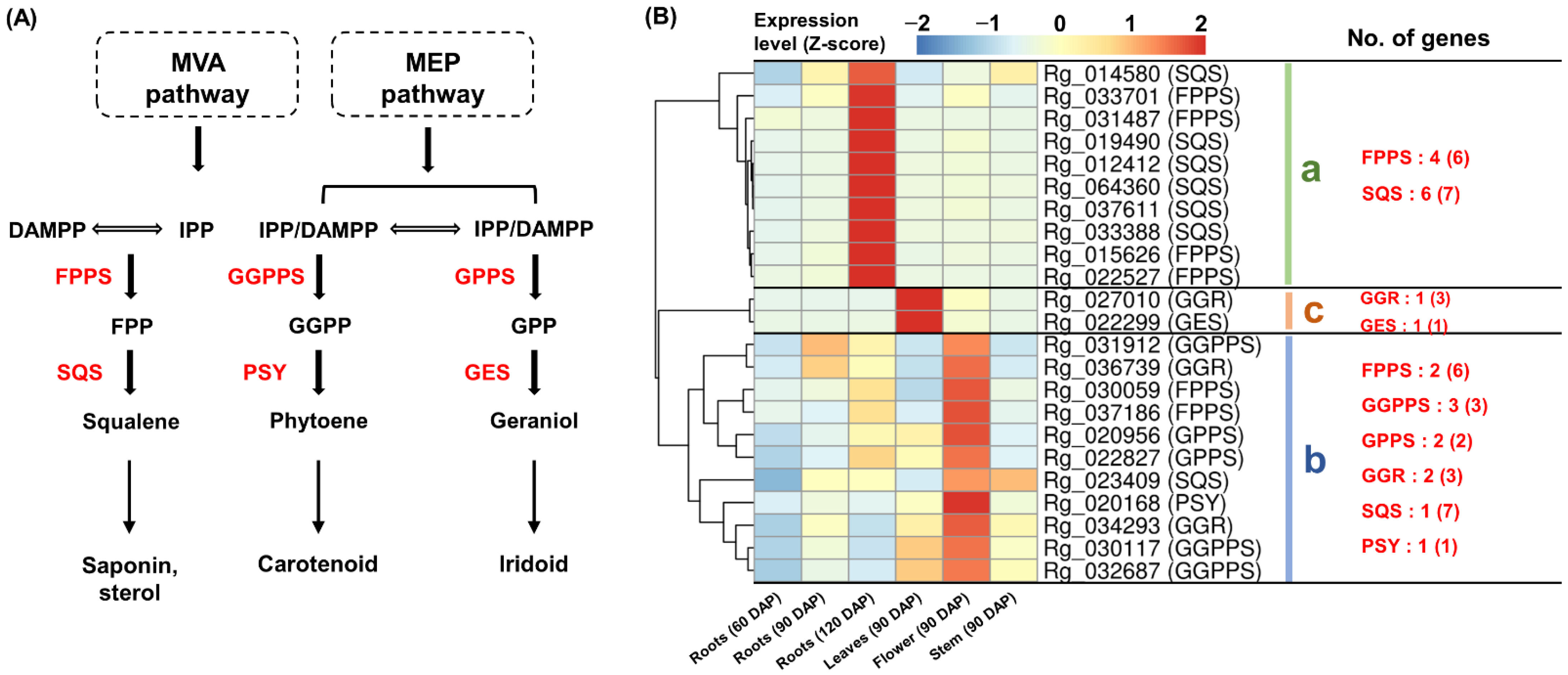 Genes 13 01092 g004 Genes 13 01092 g004
