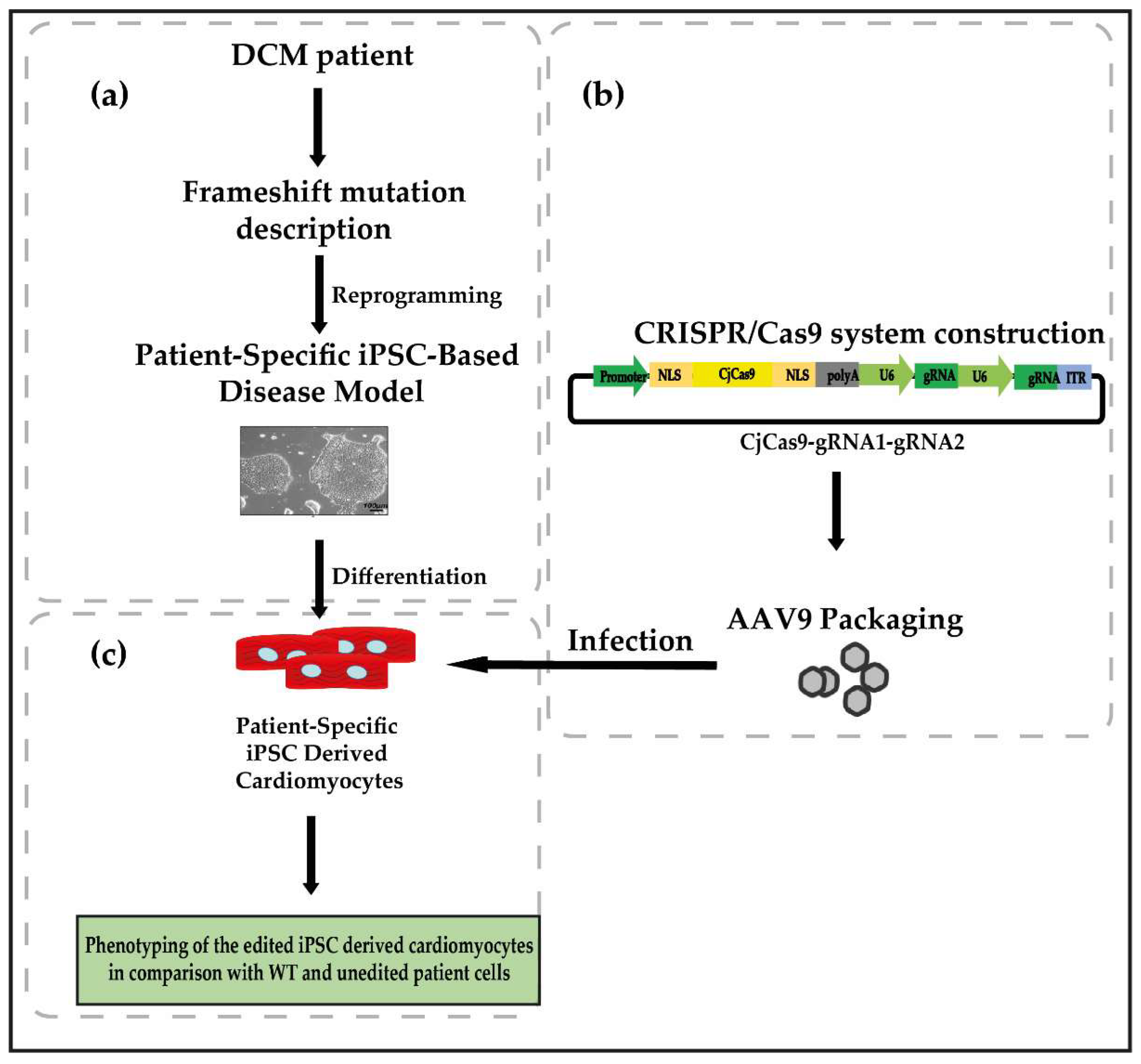 Genes 13 01093 g003 Genes 13 01093 g003