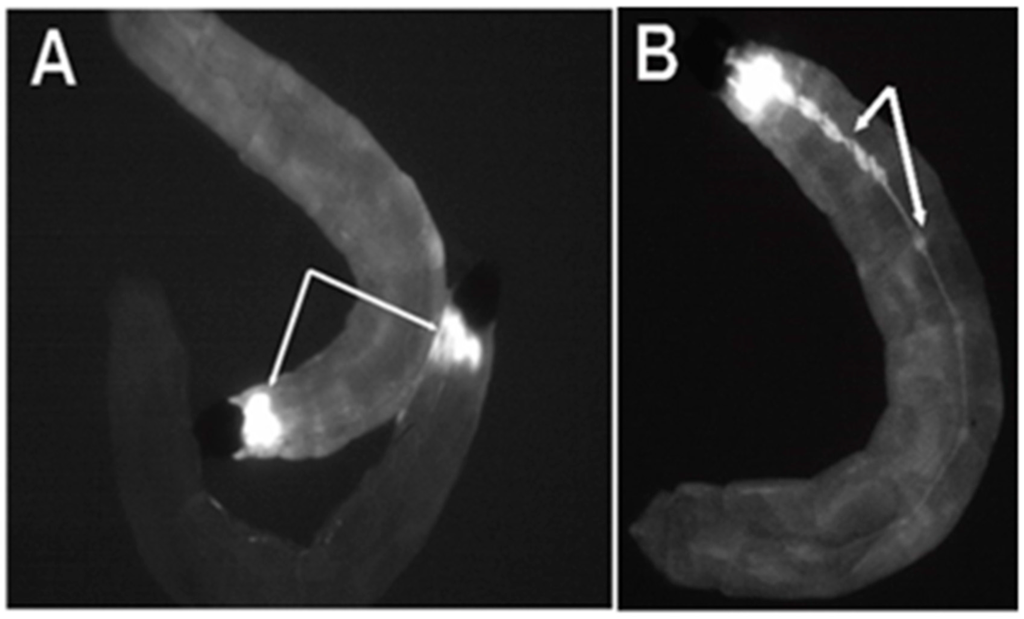 Genes 13 01108 g002 Genes 13 01108 g002