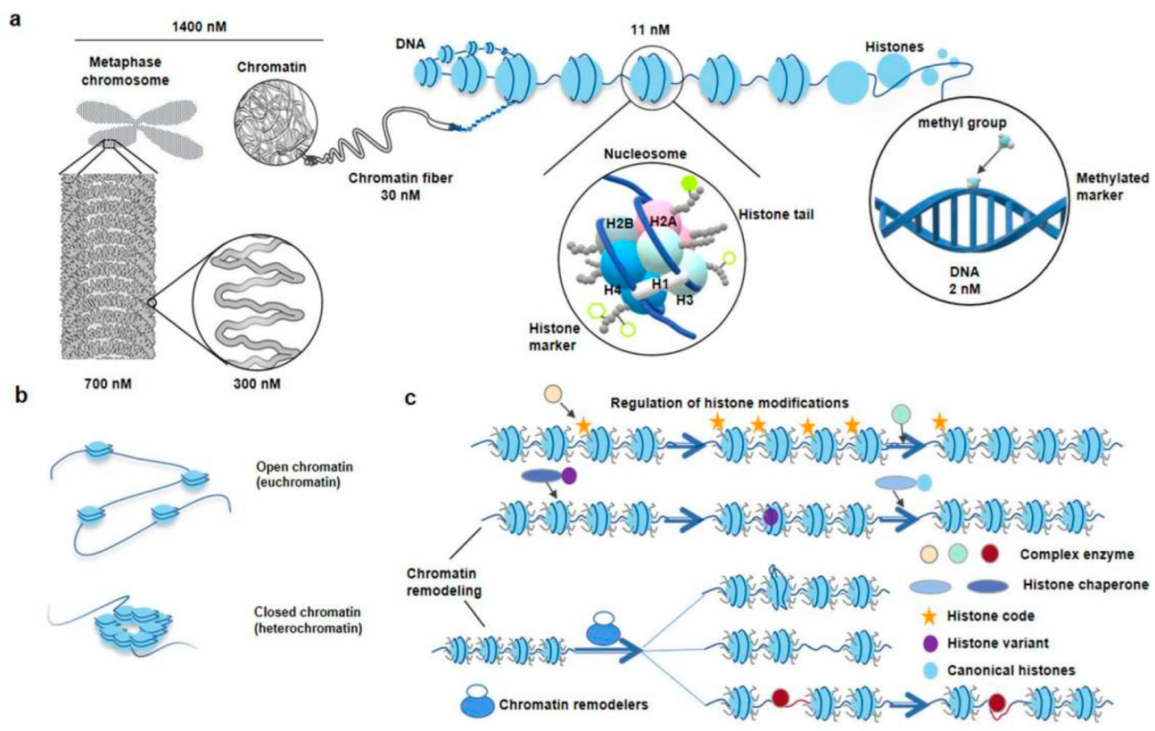 Genes 13 01114 g001