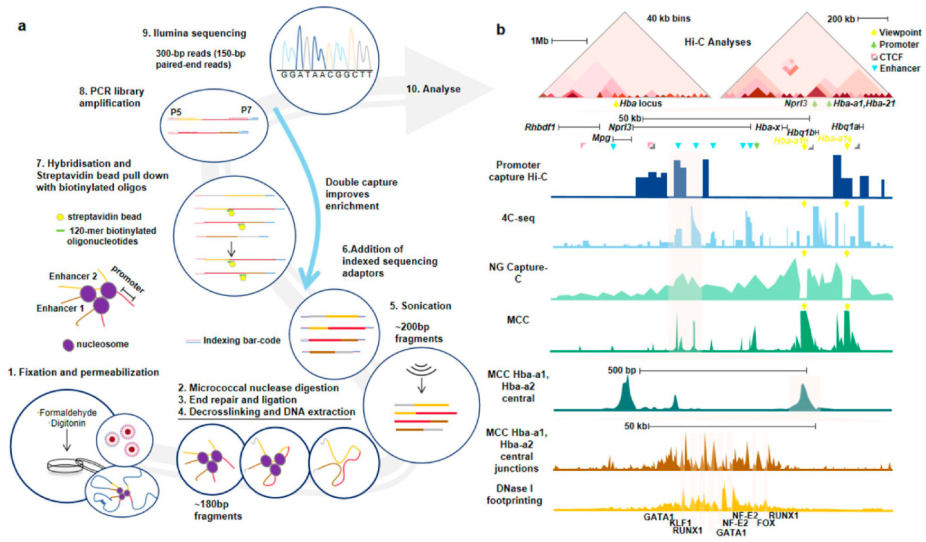 Genes 13 01114 g004