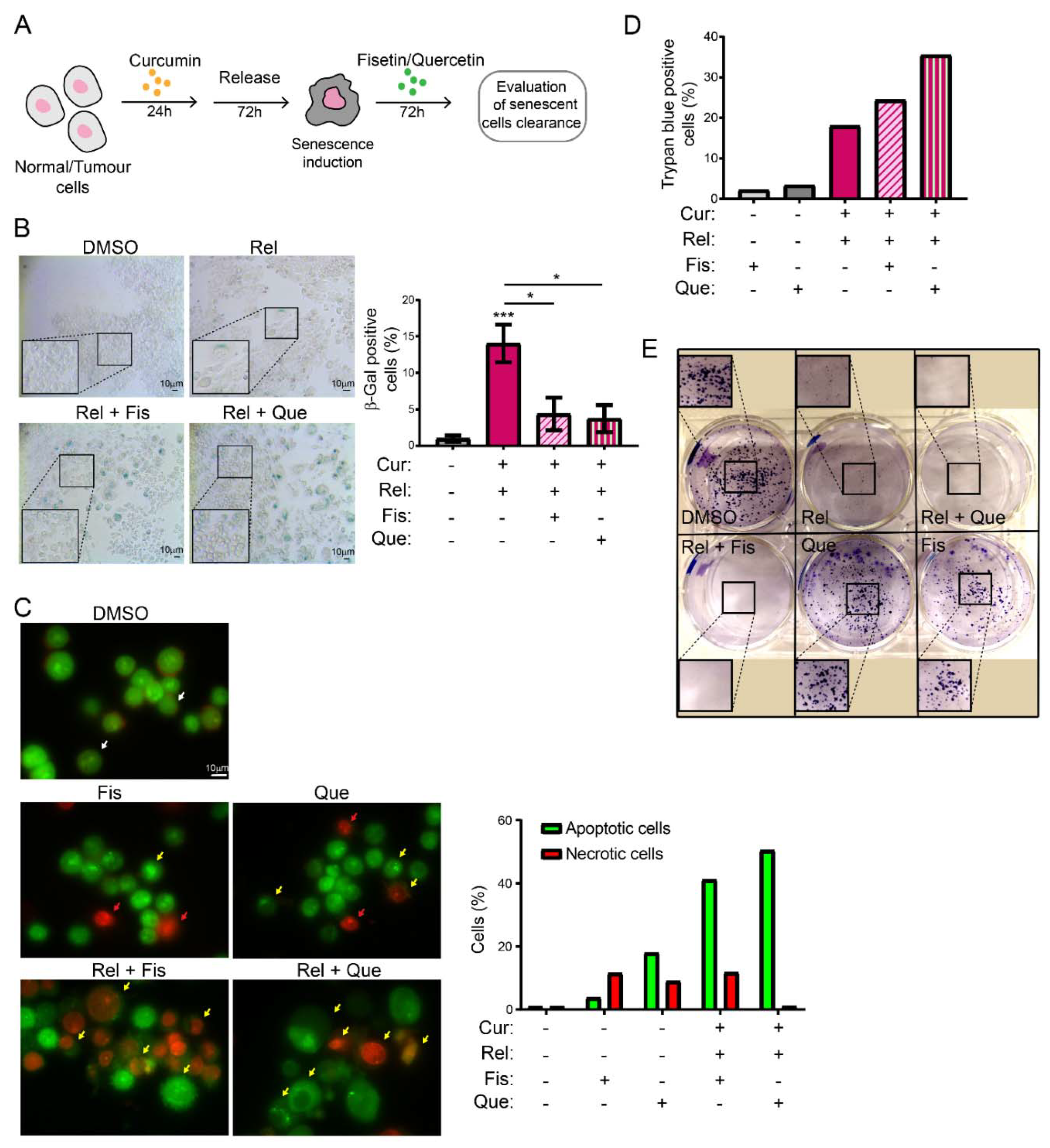 Genes 13 01125 g004 550