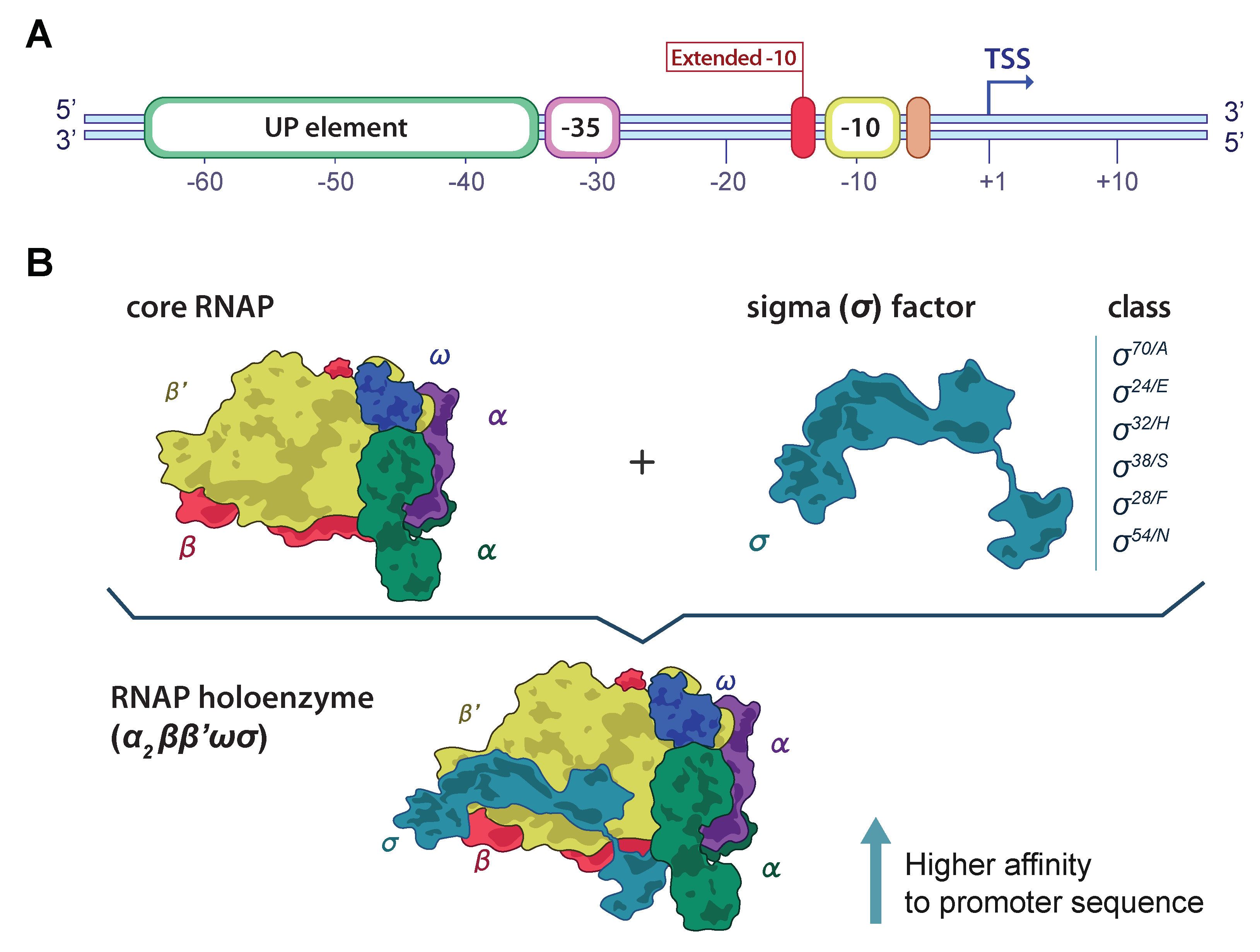 Genes 13 01126 g001 550