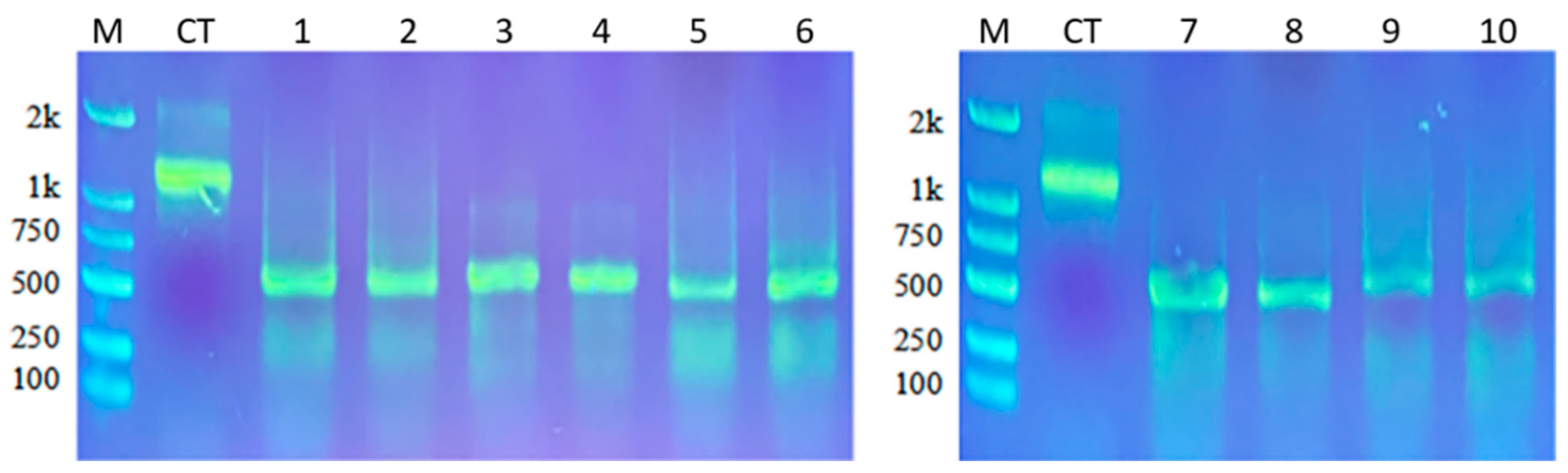 RNAi Mediated Gene Silencing of Detoxification Related Genes