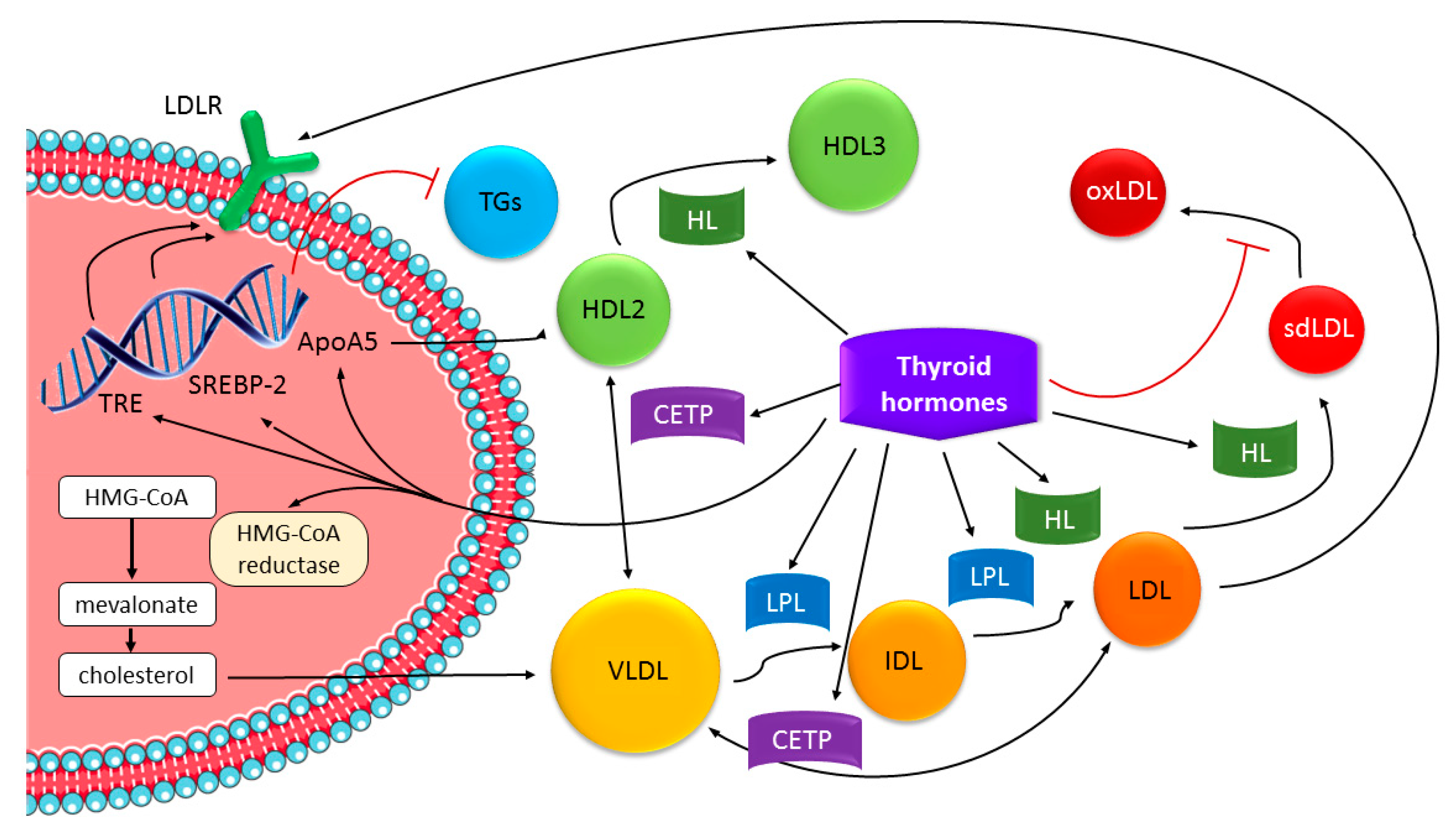 Genes 13 01158 g001 Genes 13 01158 g001