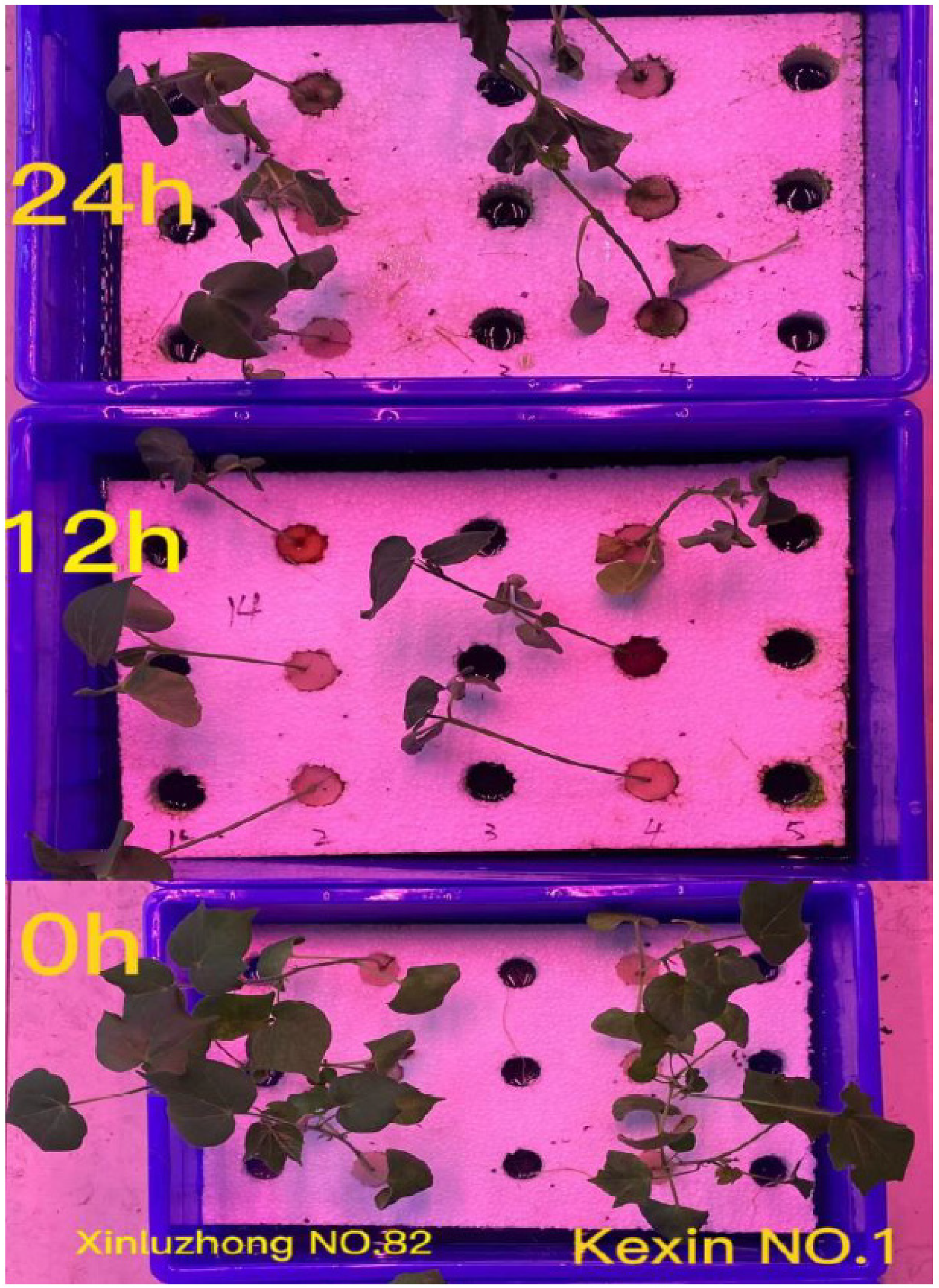 Genes 13 01159 g001 550