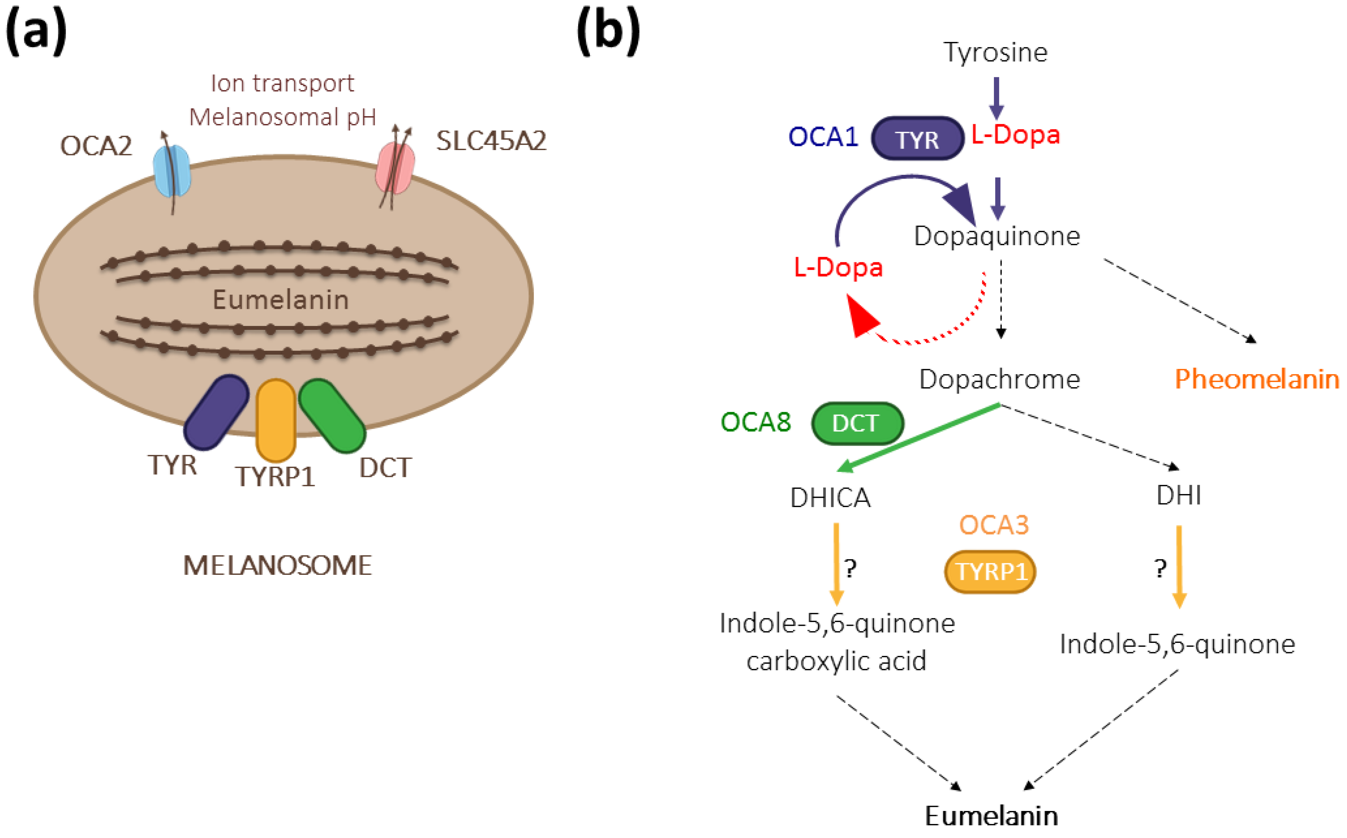 Genes 13 01164 g001 Genes 13 01164 g001