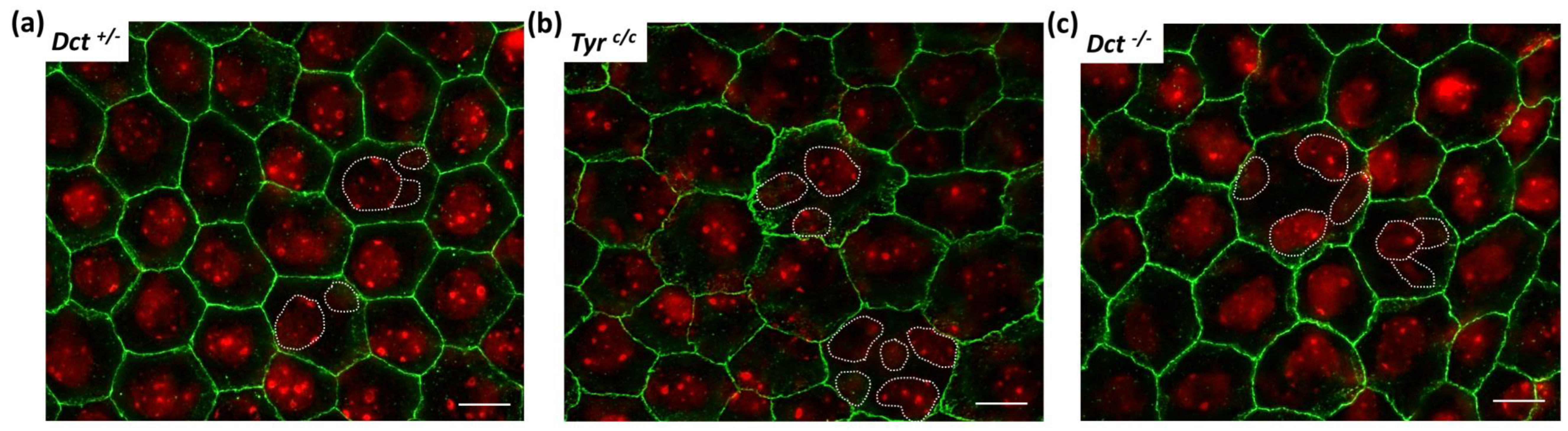 Genes 13 01164 g005 Genes 13 01164 g005
