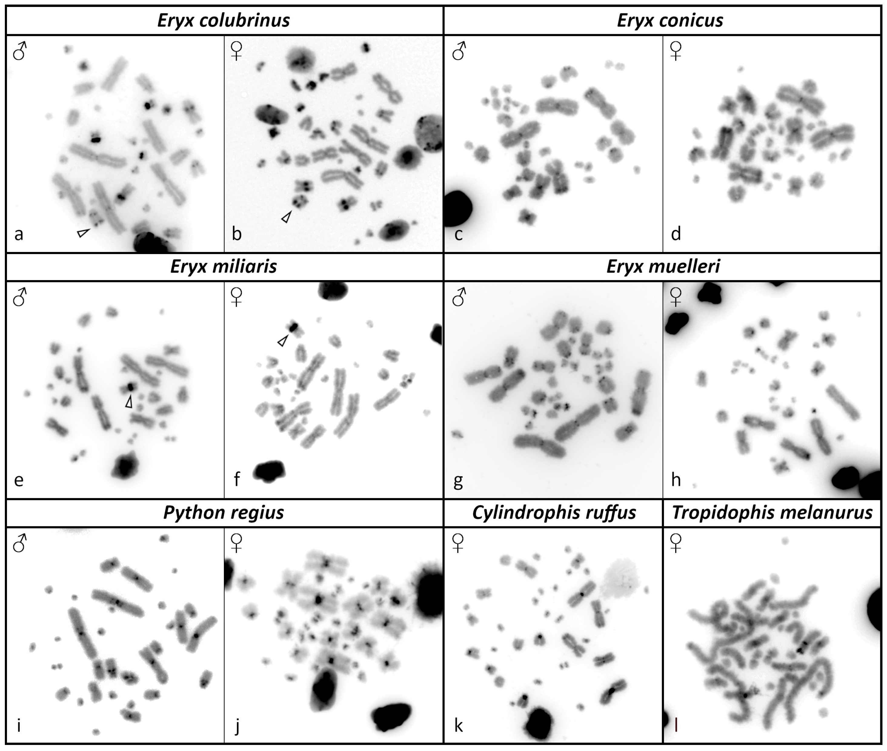 Genes 13 01185 g002 Genes 13 01185 g002