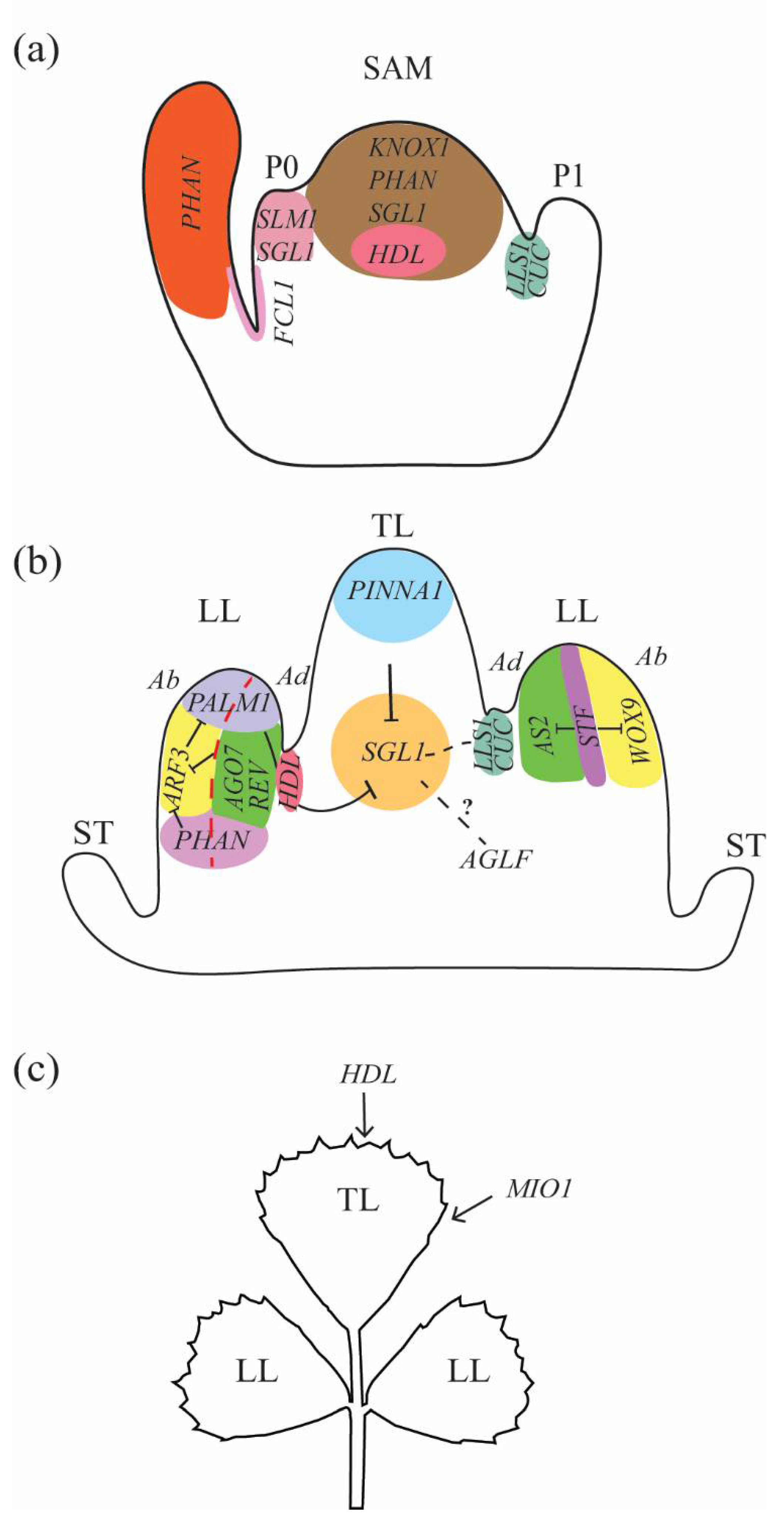 Genes 13 01203 g001 550