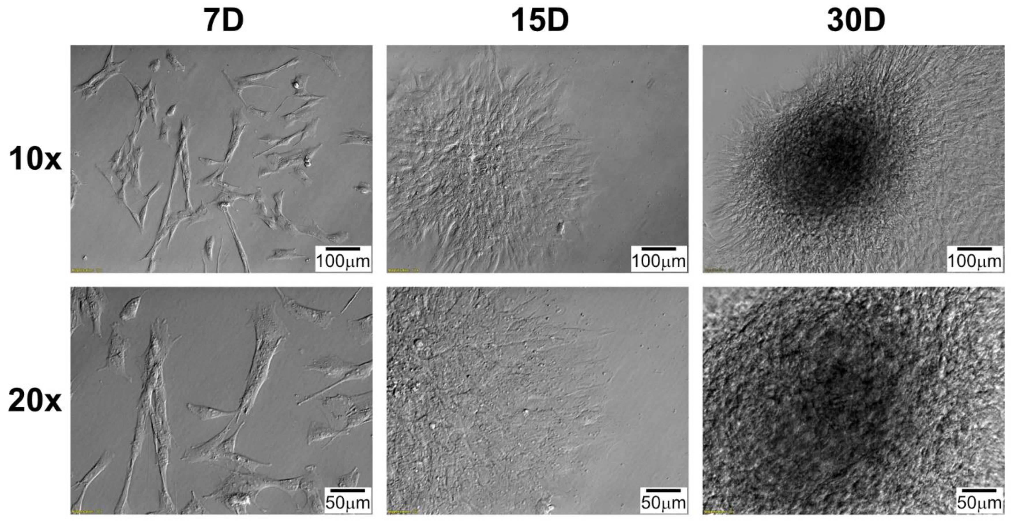 Genes 13 01205 g001 Genes 13 01205 g001