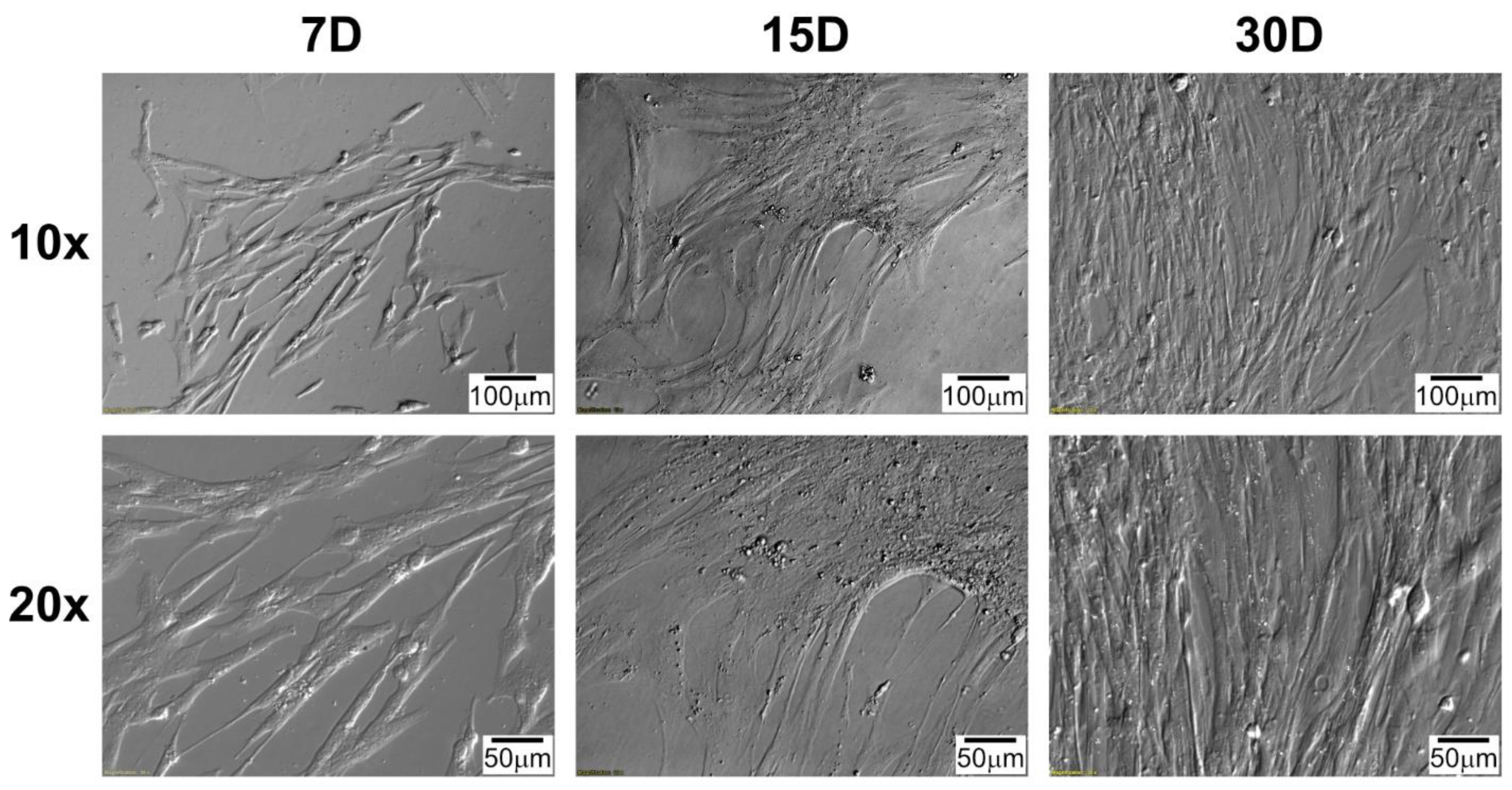 Genes 13 01205 g002 Genes 13 01205 g002