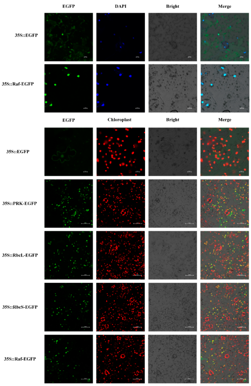 Genes 13 01212 g004 Genes 13 01212 g004