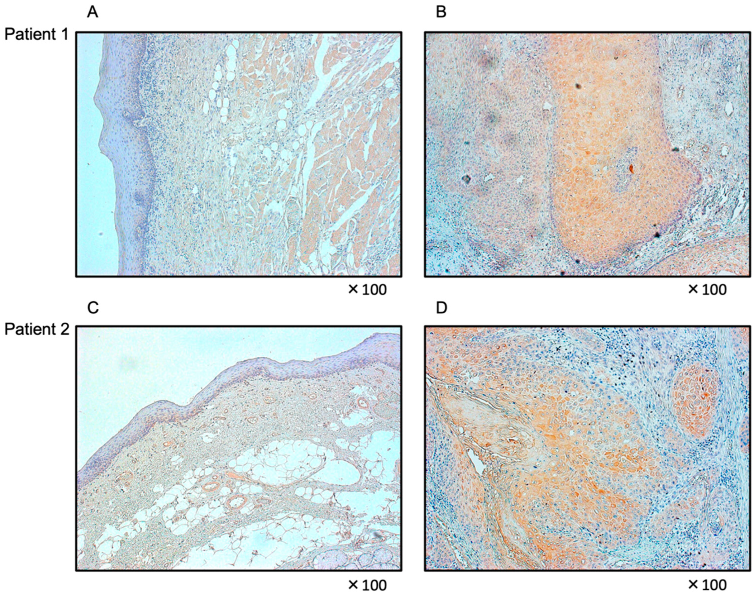 Genes 13 01225 g011 Genes 13 01225 g011