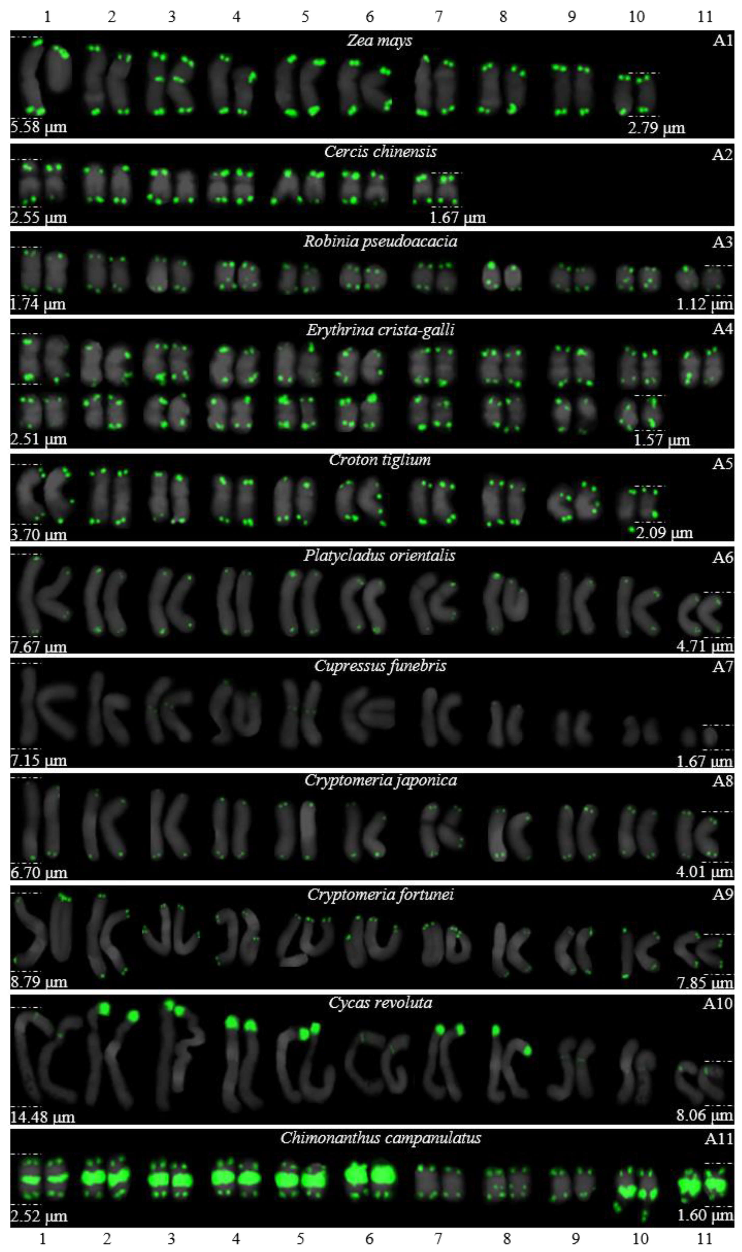 Genes 13 01239 g004 550