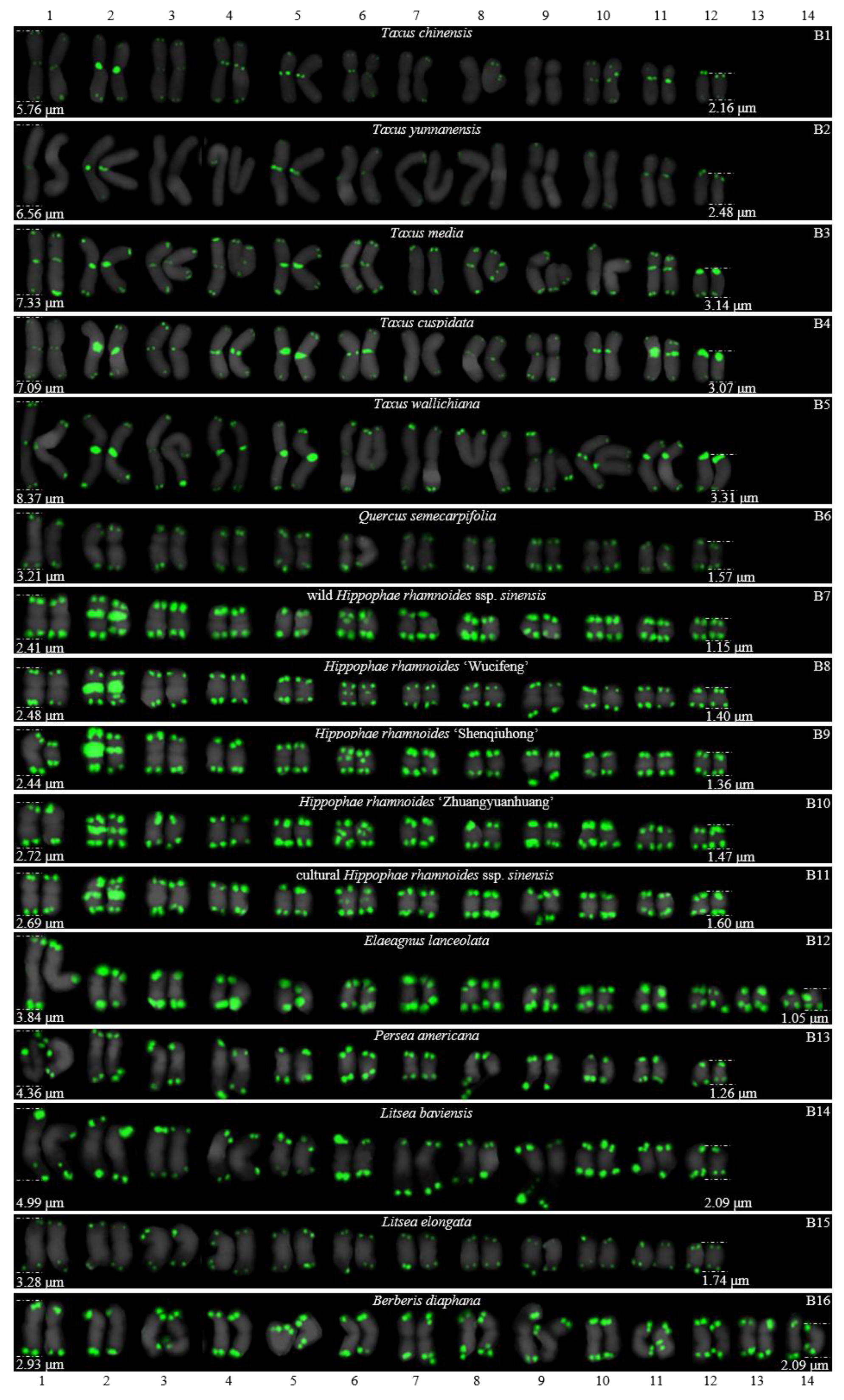 Genes 13 01239 g005 550