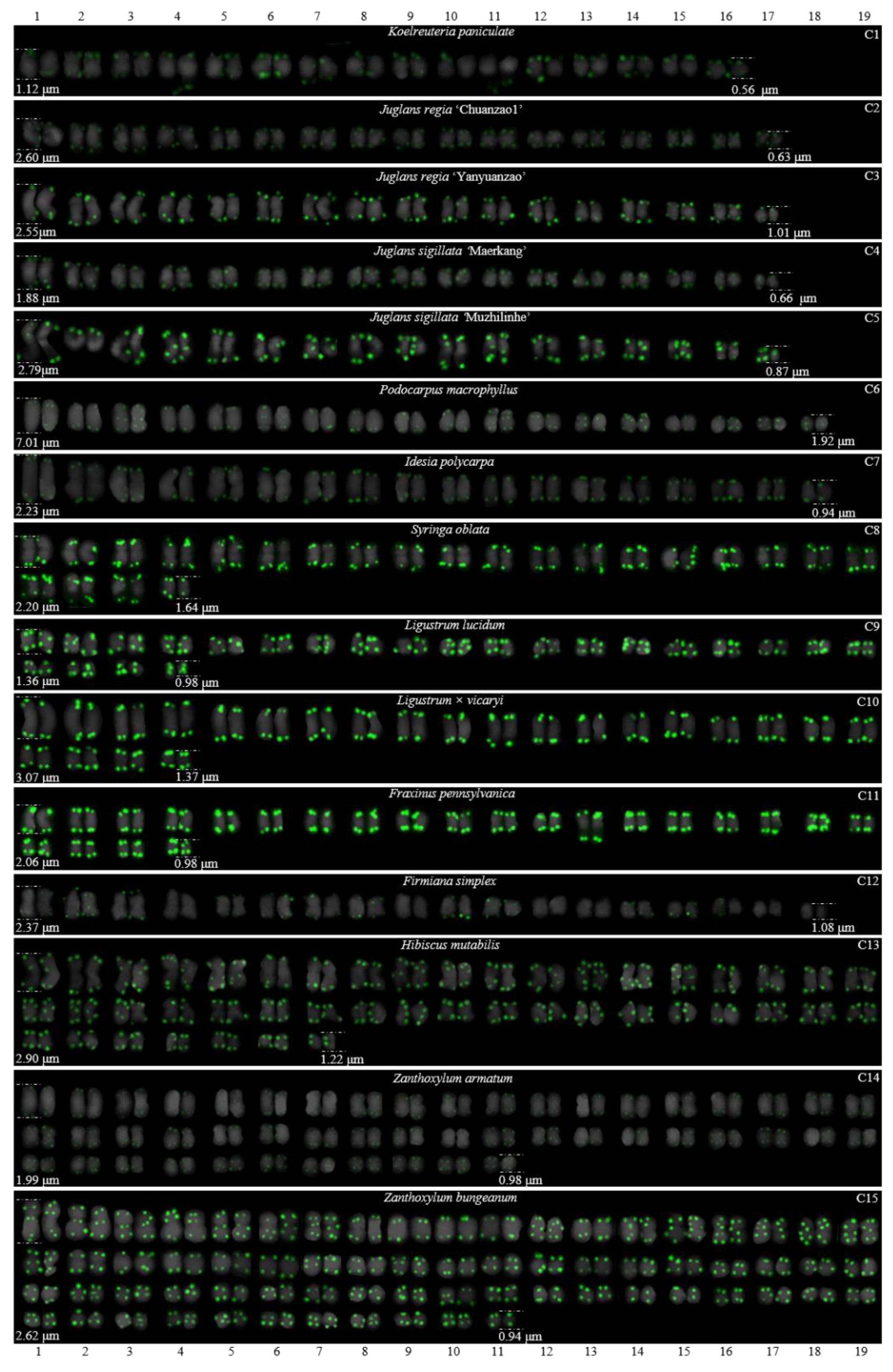 Genes 13 01239 g006 550