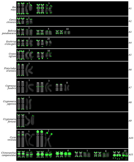 FISH Mapping of Telomeric and Non-Telomeric (AG3T3)3 Reveal the