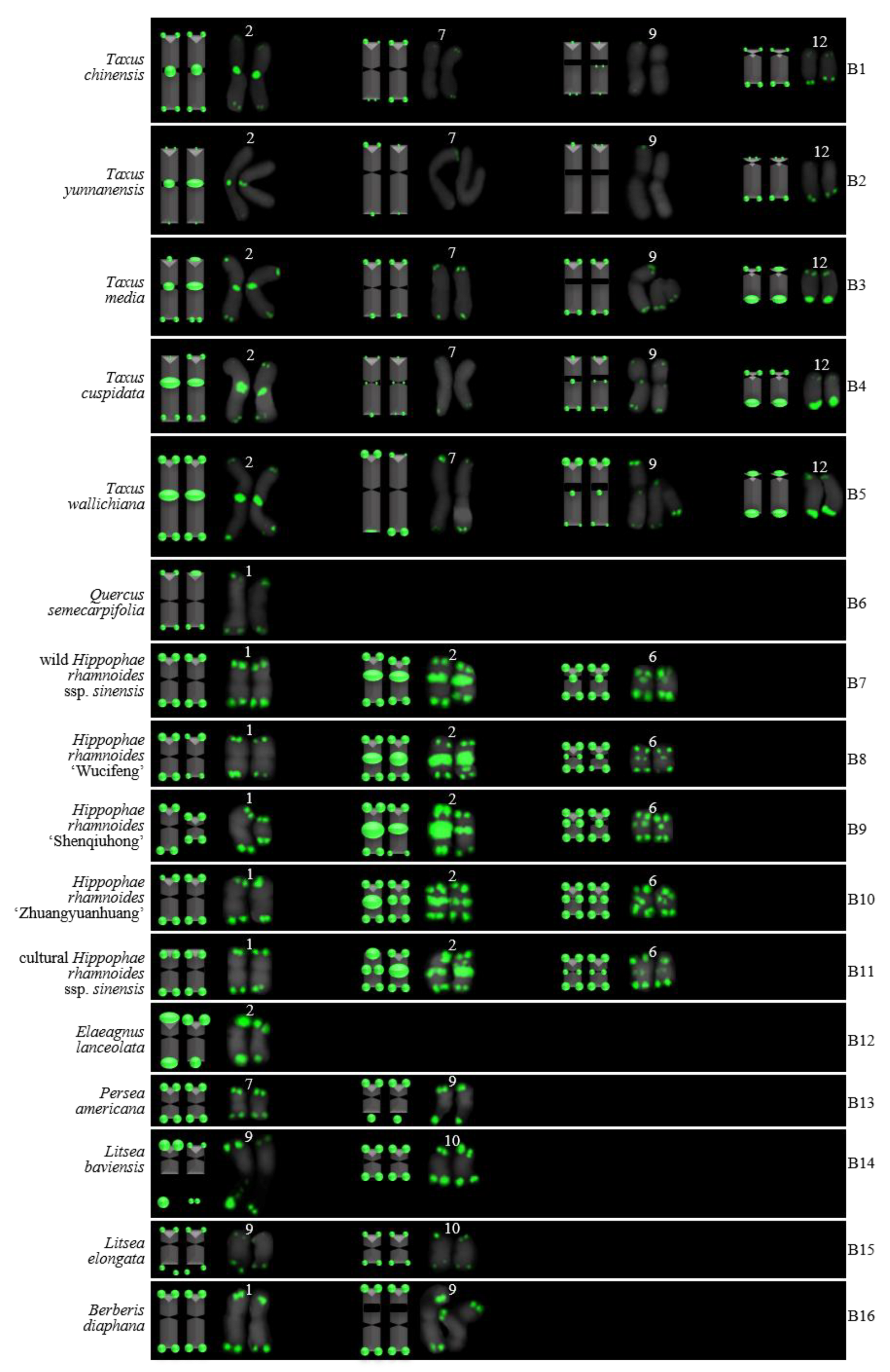Genes 13 01239 g008 550