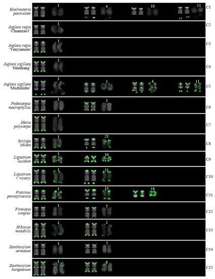 FISH Mapping of Telomeric and Non-Telomeric (AG3T3)3 Reveal the
