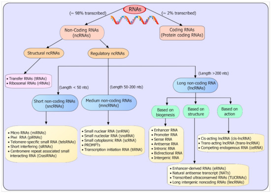 Genes | Free Full-Text | Emerging Roles and Potential Applications 