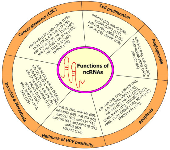 Emerging Roles and Potential Applications of Non-Coding RNAs