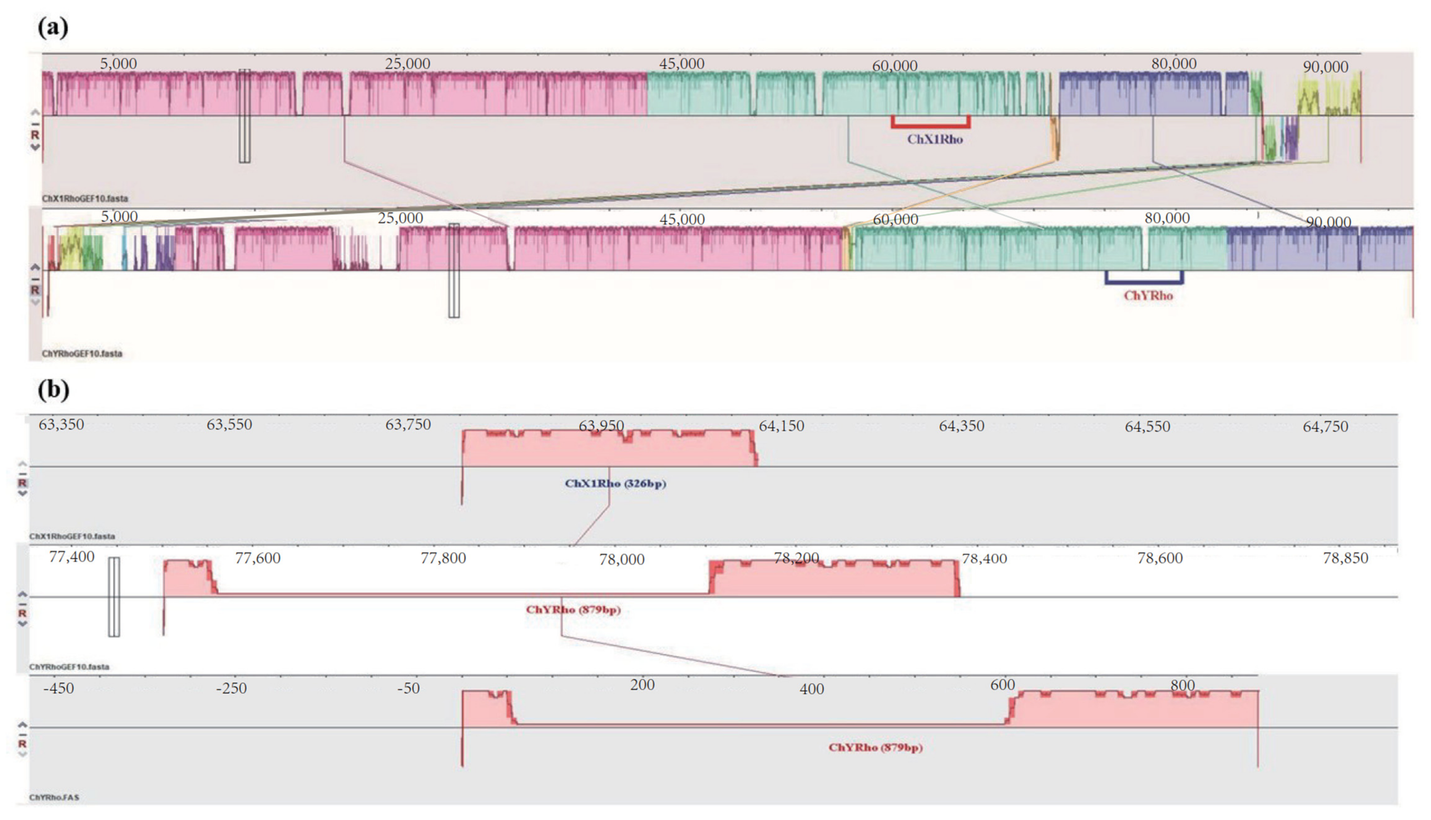 木村 Identification of Male-Specific Molecular Markers by