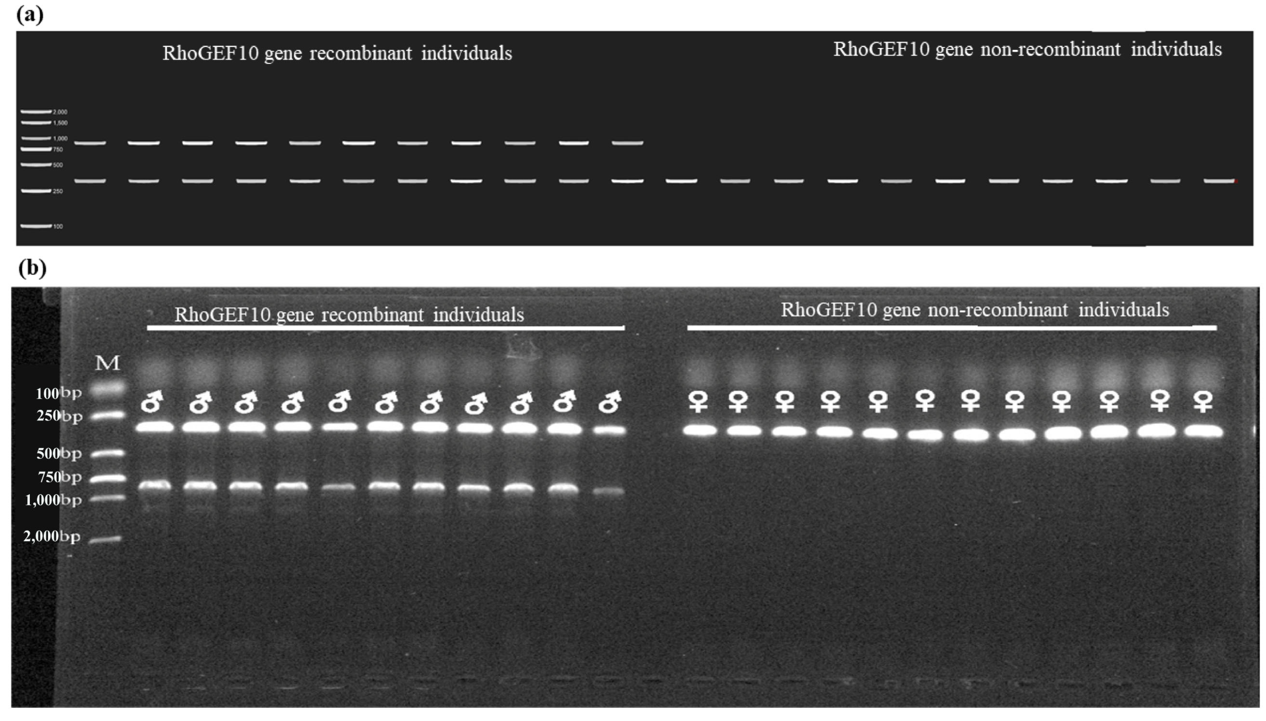 Genes 13 01262 g006 550