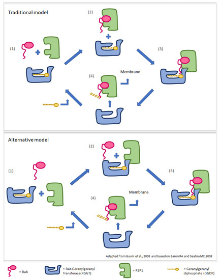 Genes, Free Full-Text