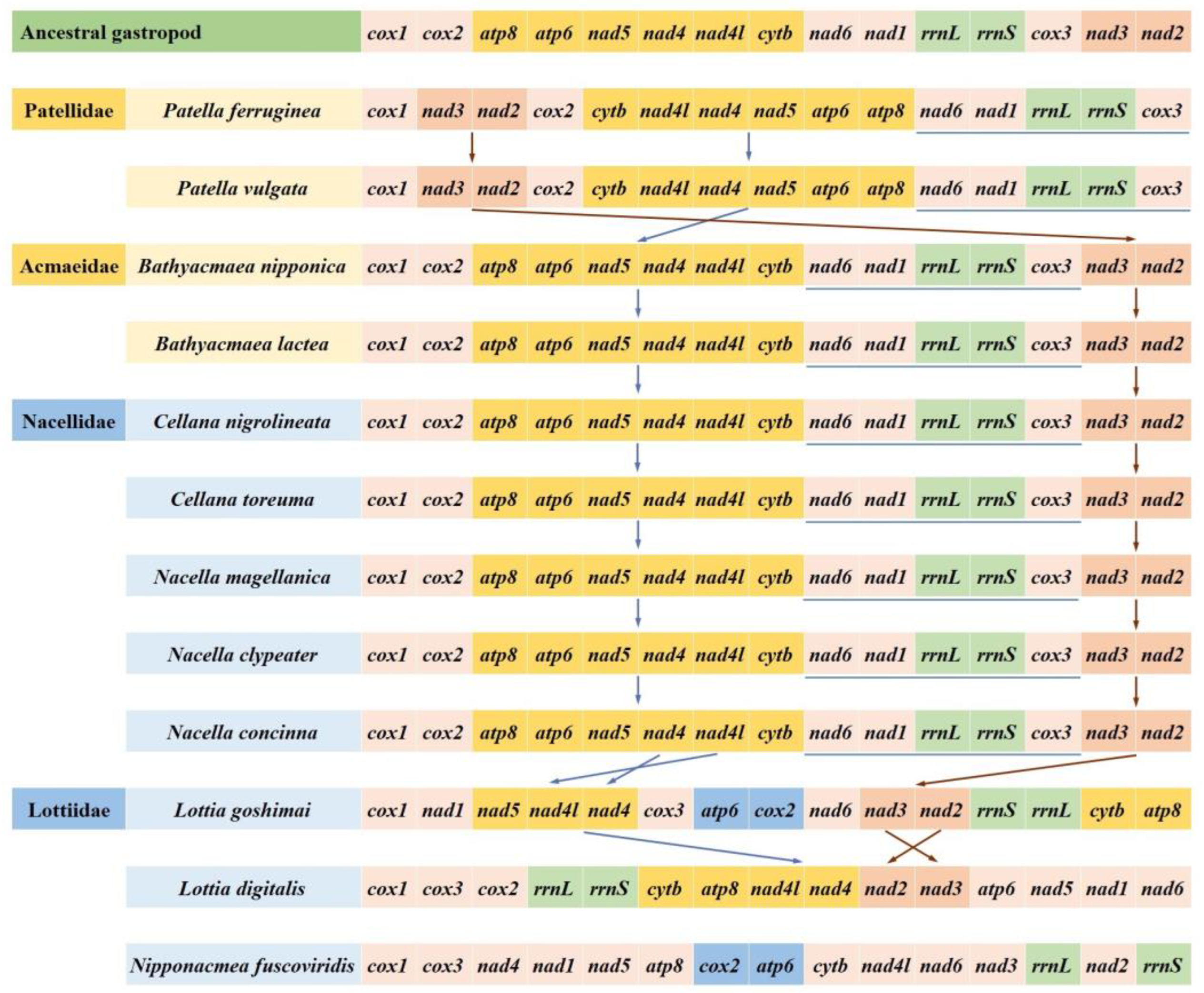 Insights into the Deep Phylogeny and Novel Divergence Time Insights into the Deep Phylogeny and Novel Divergence Time