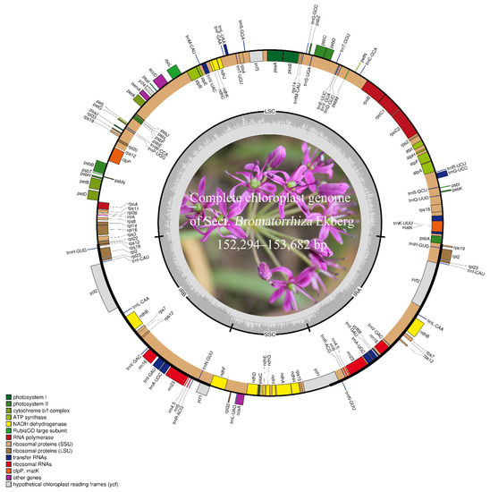 Comparative Analysis of the Complete Chloroplast Genomes in