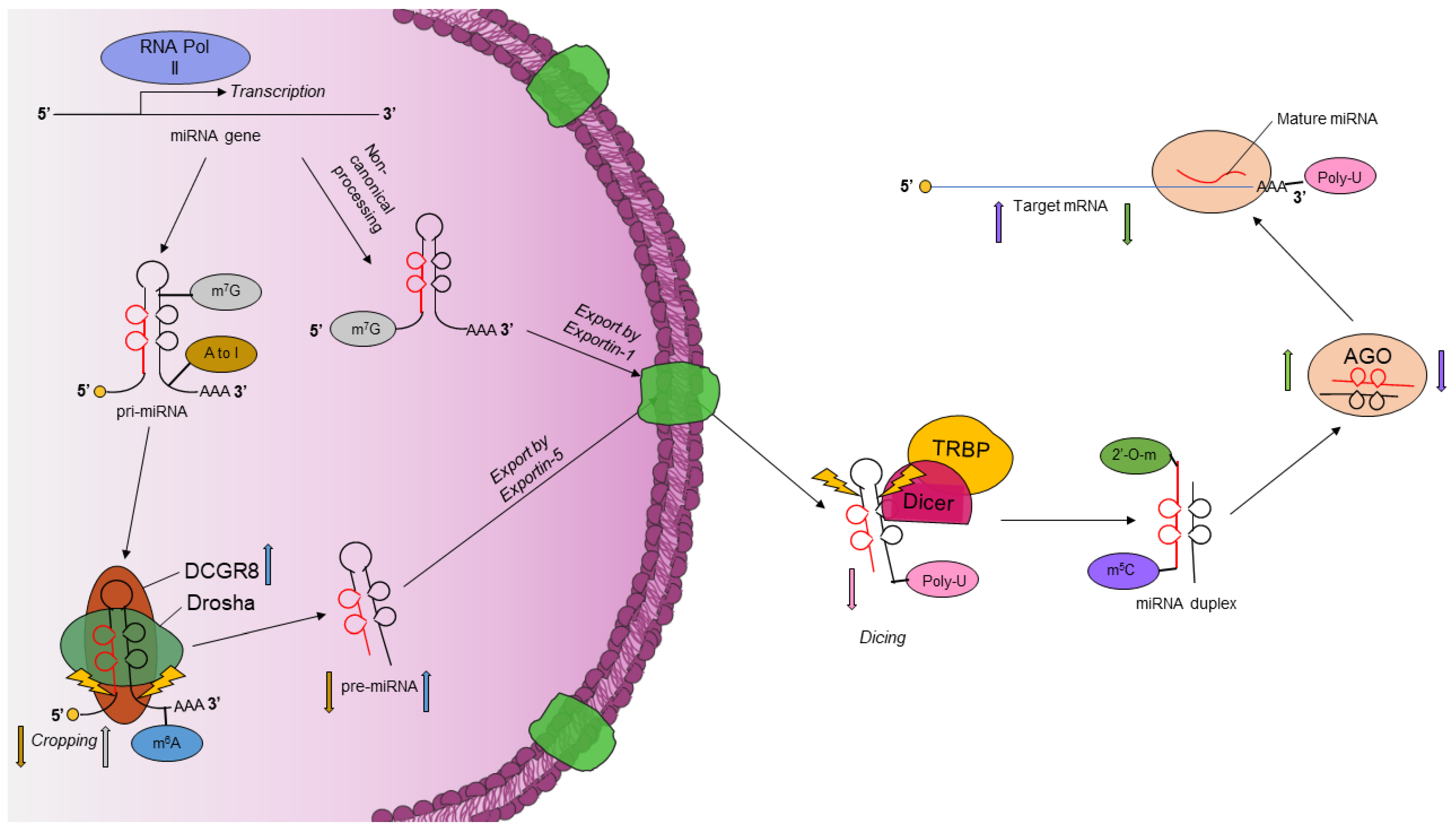 Genes | Free Full-Text | The Epitranscriptome in miRNAs: Crosstalk 