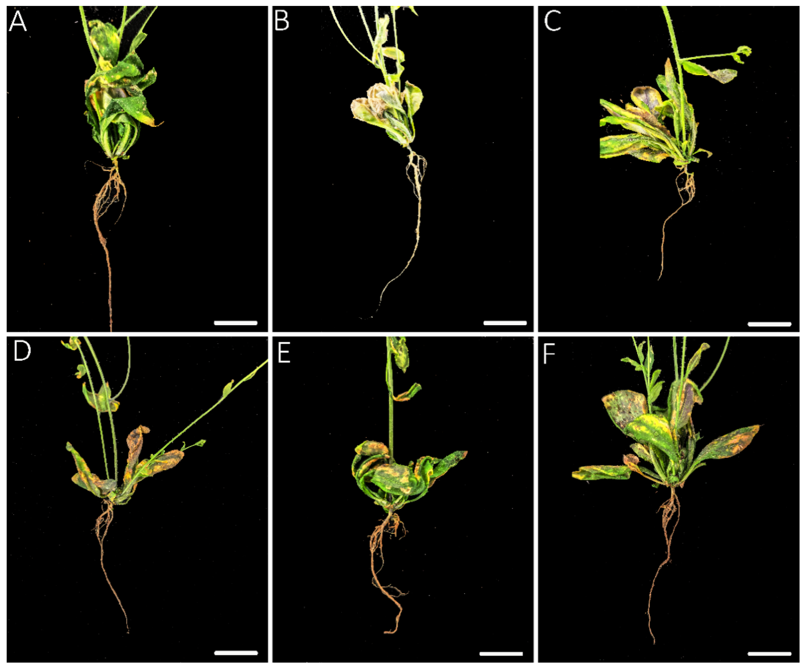 Genes 13 01299 g003 Genes 13 01299 g003