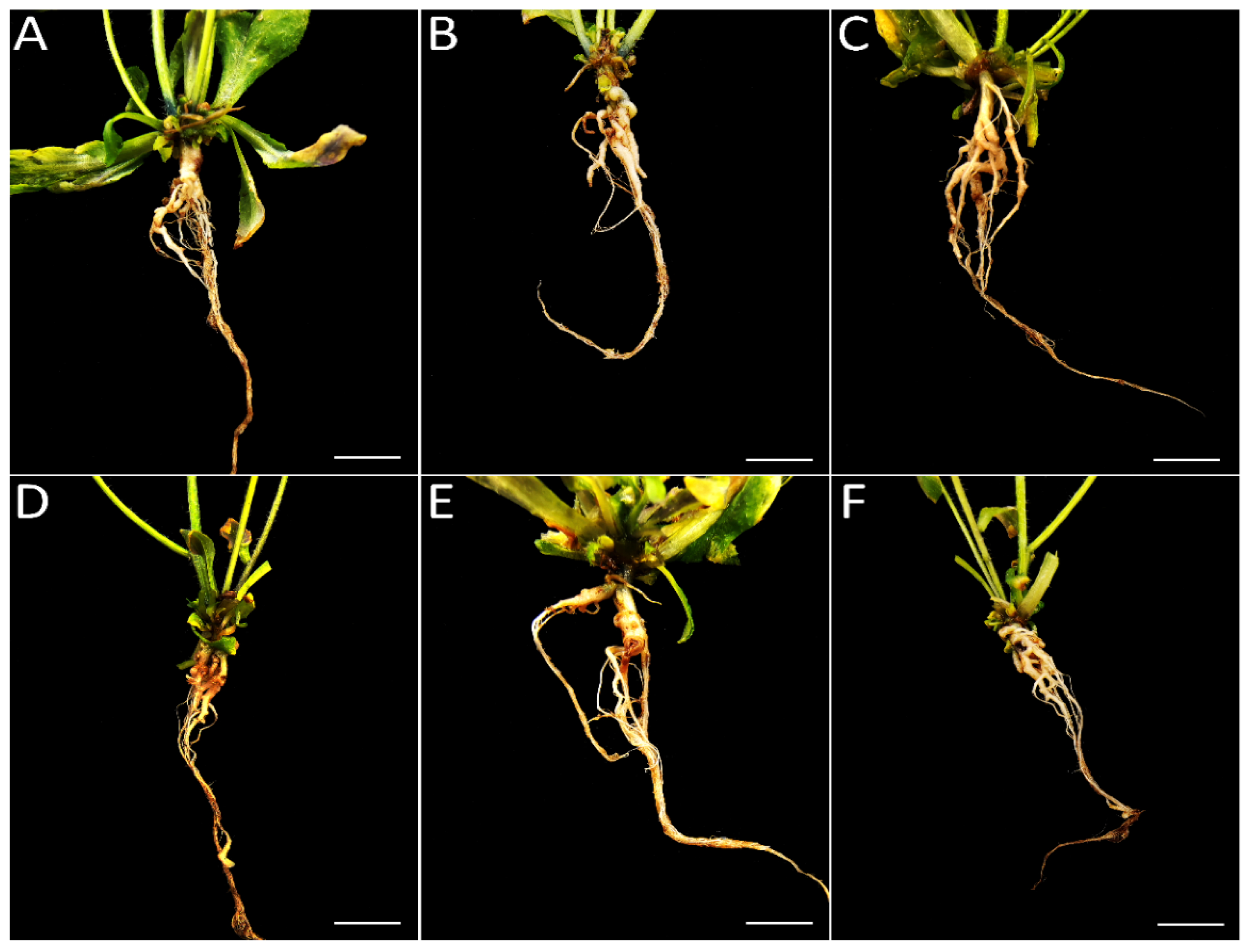 Genes 13 01299 g004 Genes 13 01299 g004