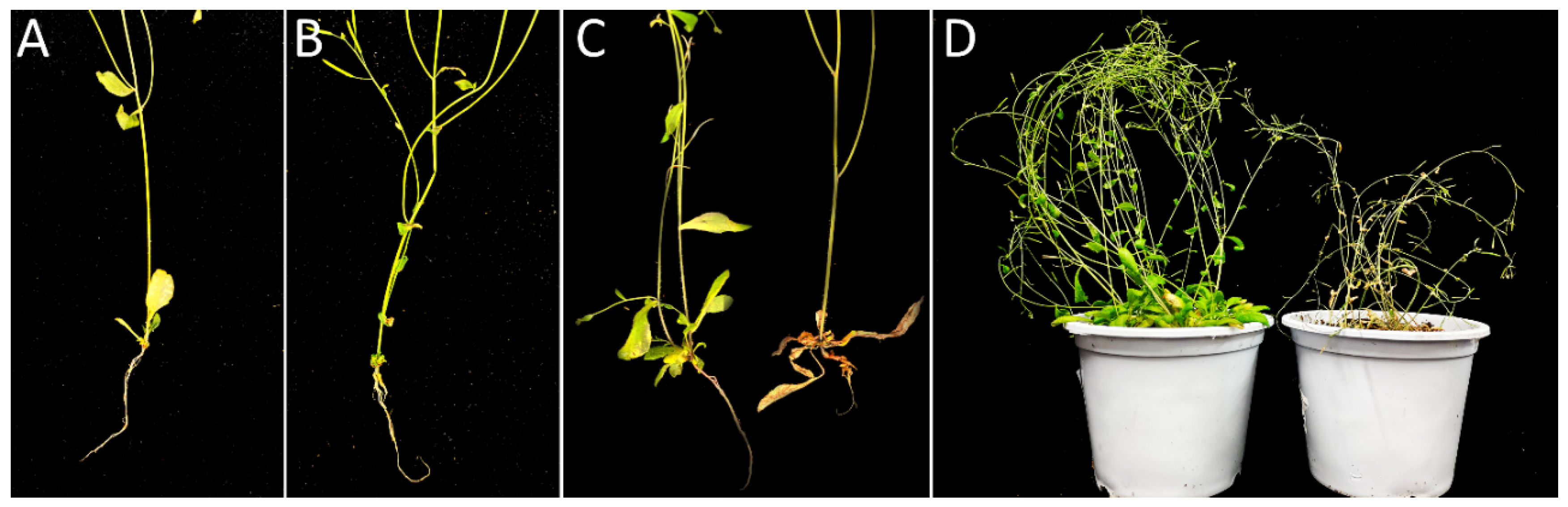 Genes 13 01299 g006 Genes 13 01299 g006