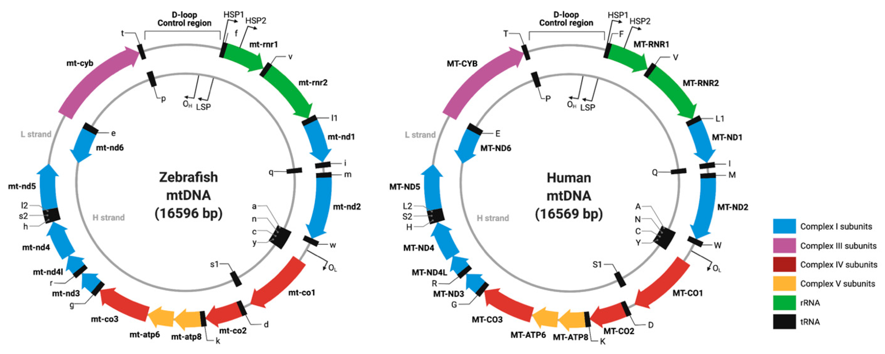 Genes 13 01317 g001 Genes 13 01317 g001