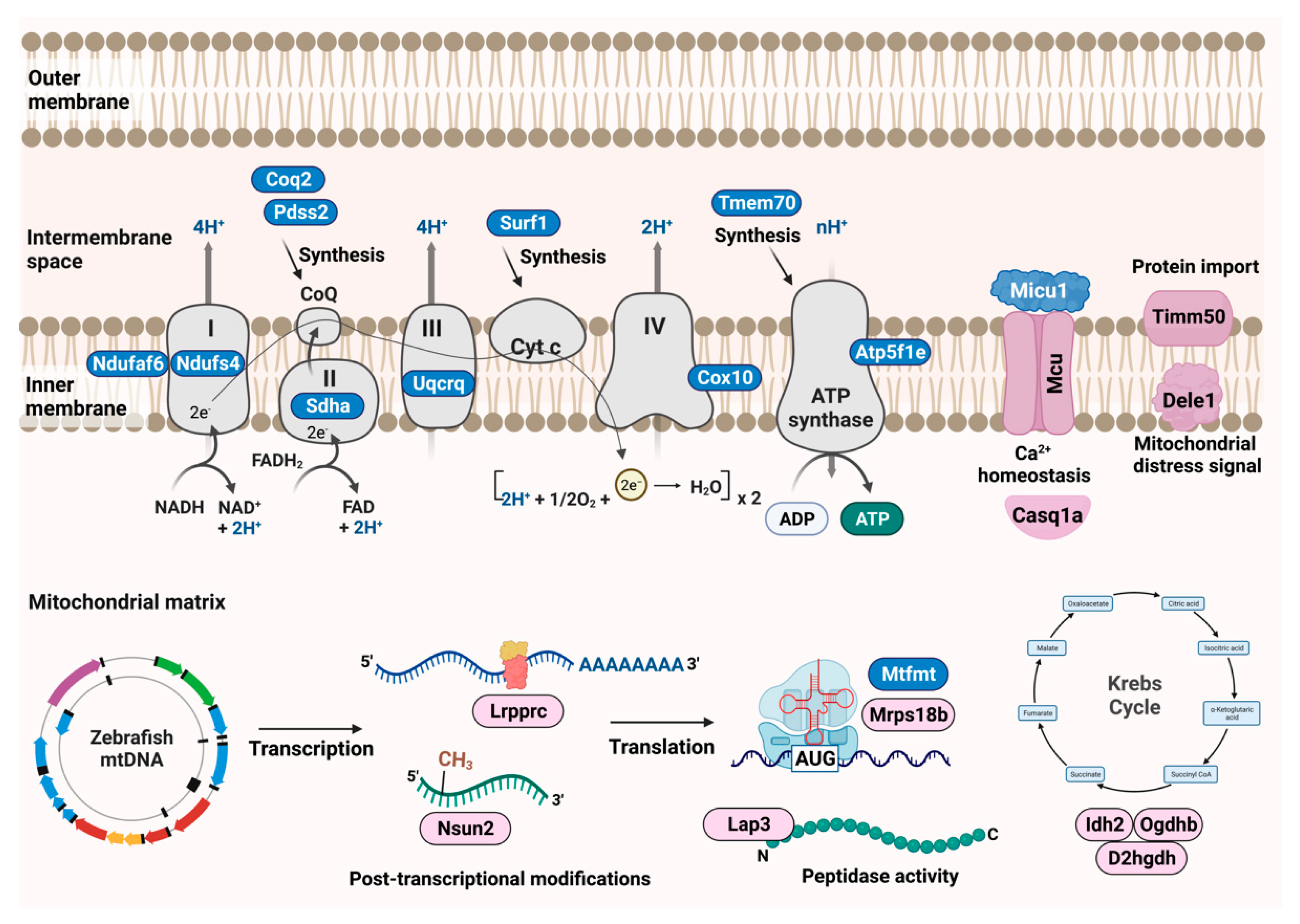 Genes 13 01317 g002 Genes 13 01317 g002