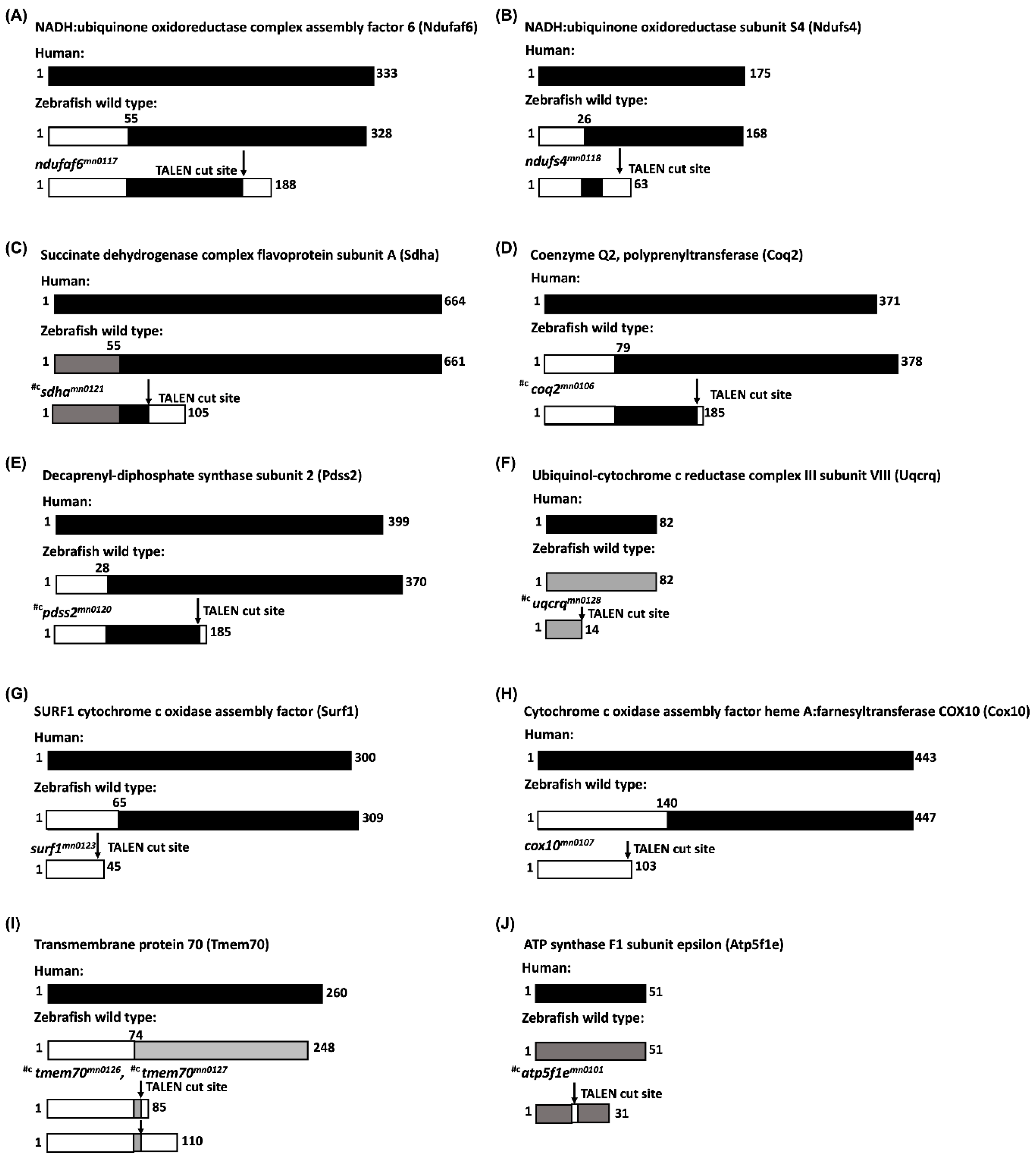 Genes 13 01317 g003a Genes 13 01317 g003a