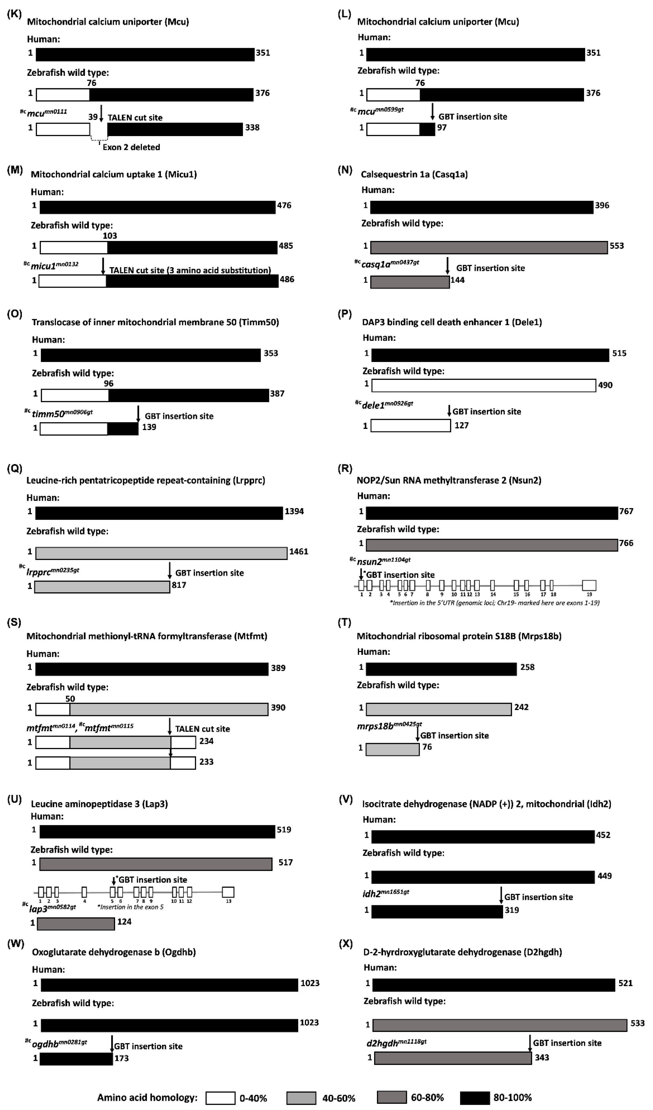 Genes 13 01317 g003b Genes 13 01317 g003b