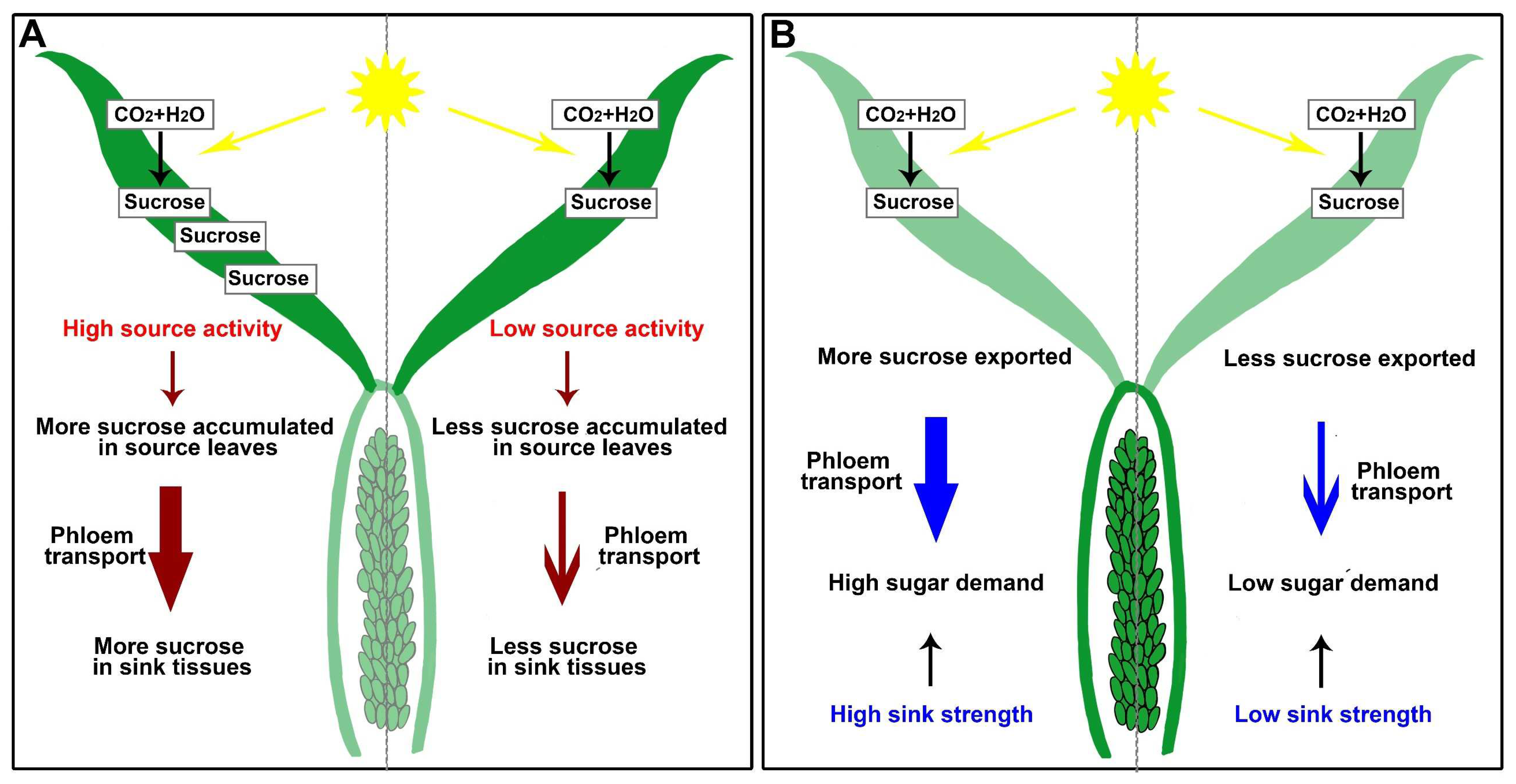 Genes 13 01323 g002 Genes 13 01323 g002