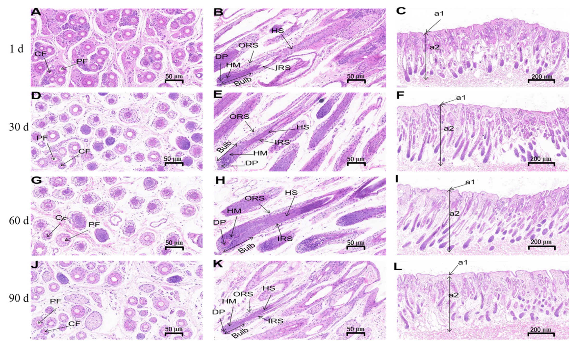Genes | Free Full-Text | Lef1 and Dlx3 May Facilitate the Maturation of Secondary Hair Follicles in the Skin of Gansu Alpine Merino Genes | Free Full-Text | Lef1 and Dlx3 May Facilitate the Maturation of Secondary Hair Follicles in the Skin of Gansu Alpine Merino