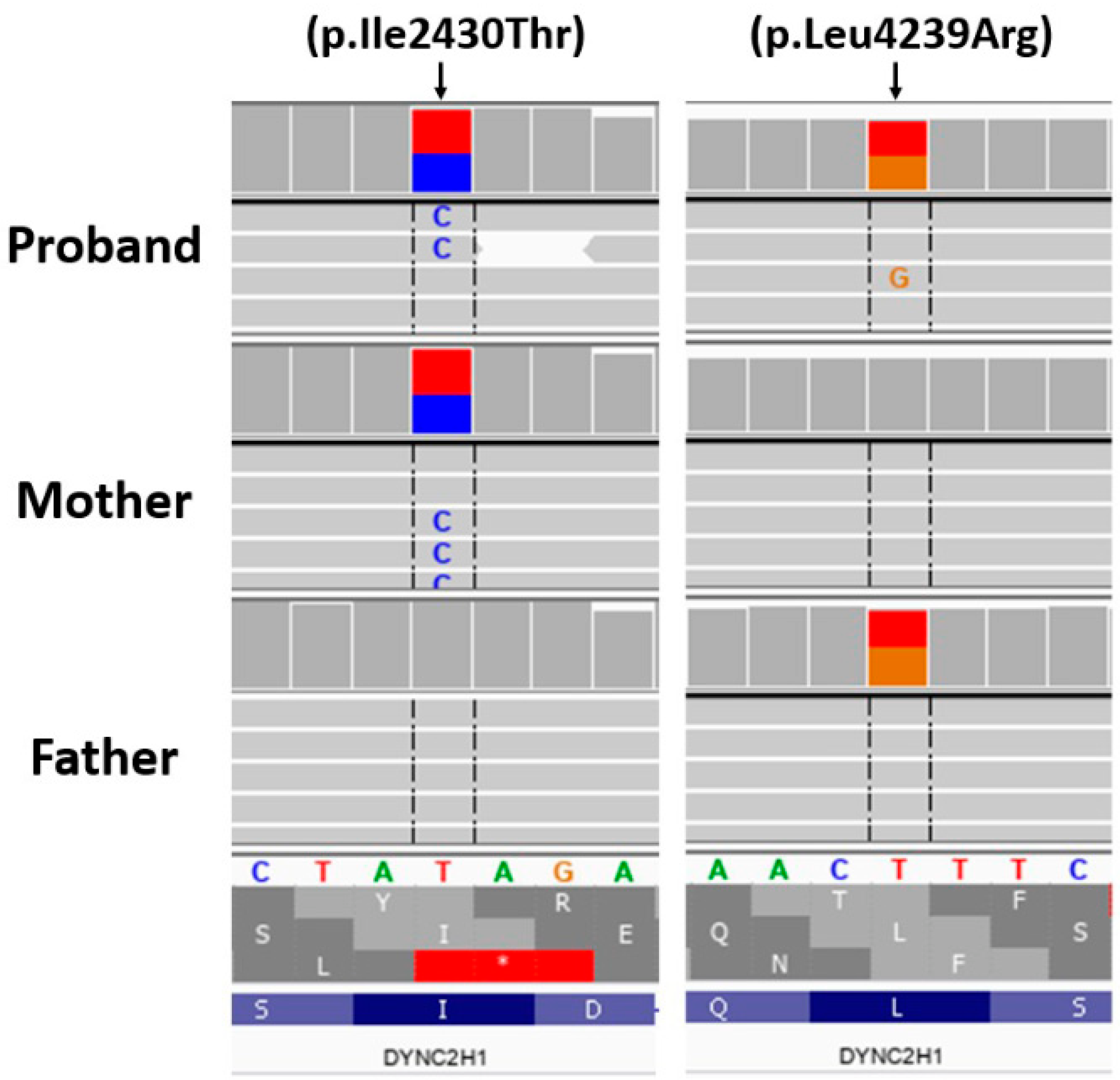 Genes 13 01339 g003 Genes 13 01339 g003