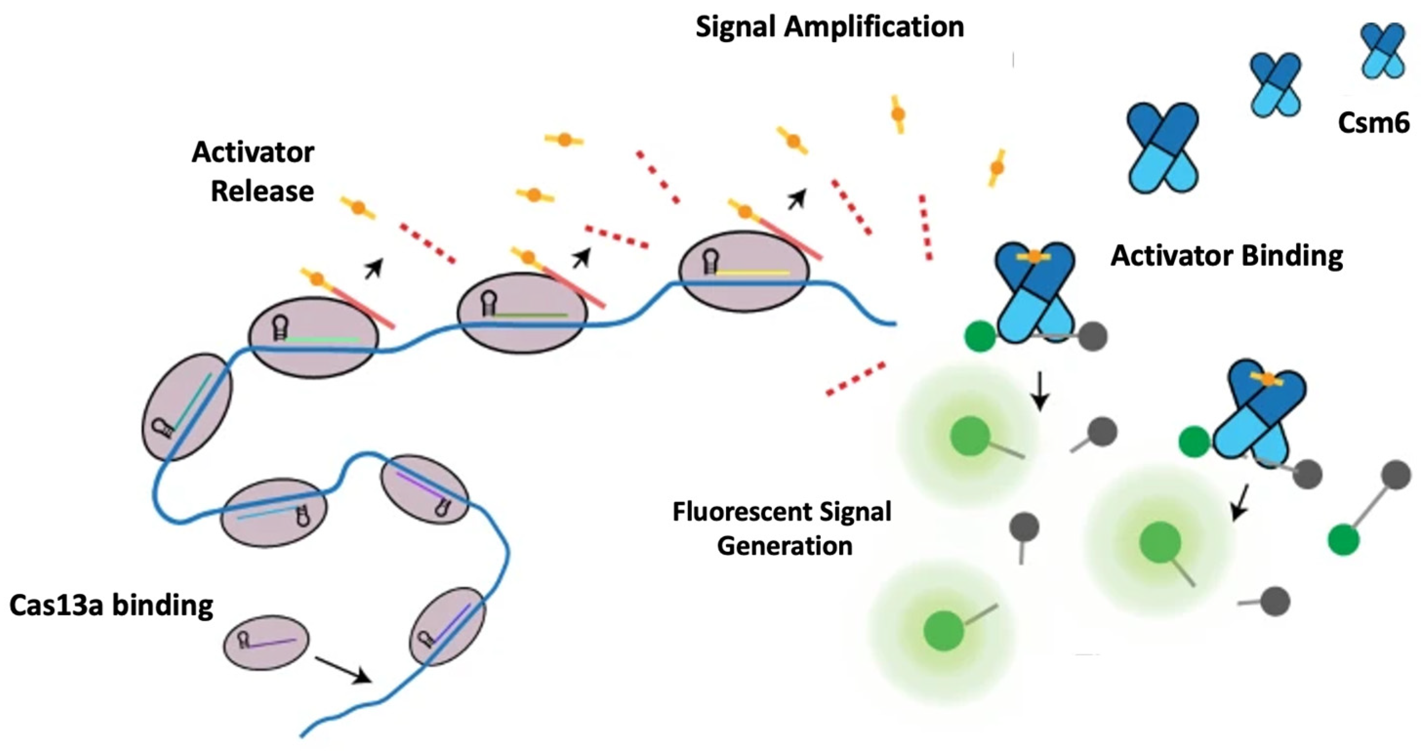 Genes 13 01348 g013 Genes 13 01348 g013