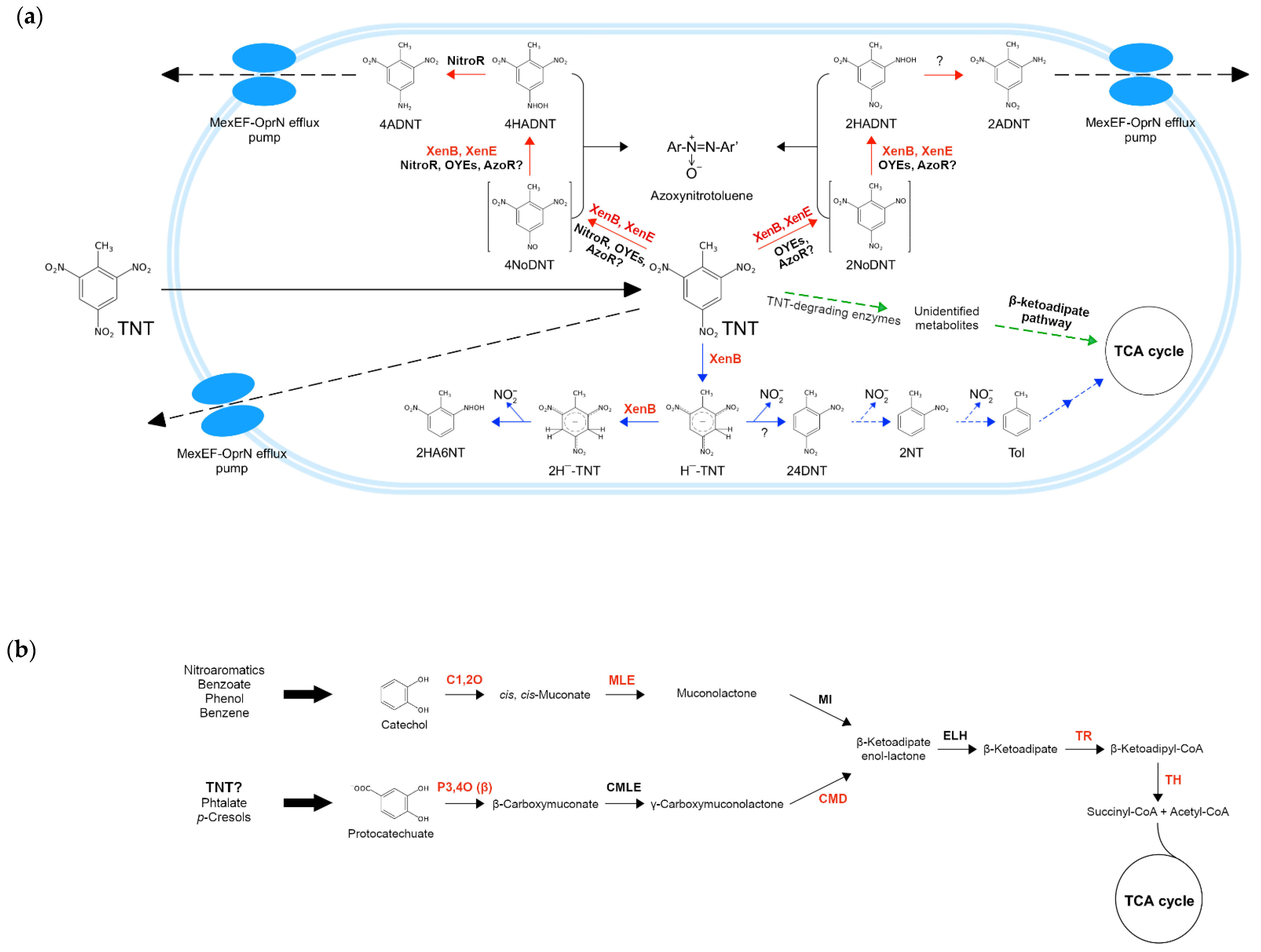 Genes 13 01354 g006 550