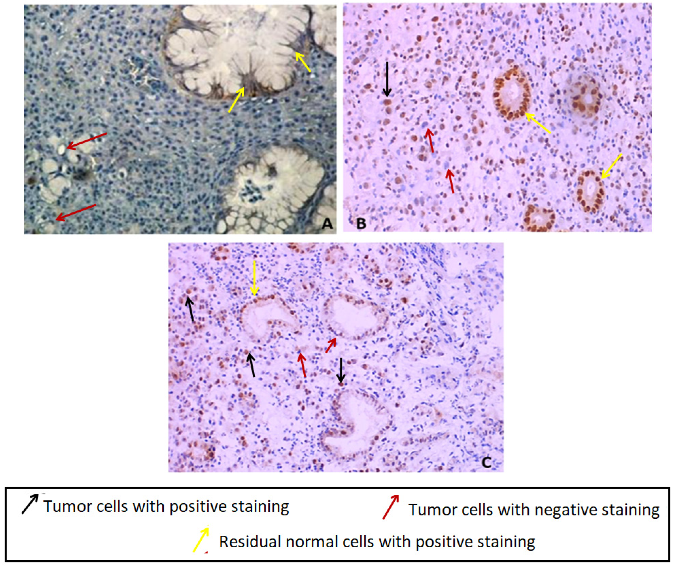 Genes 13 01355 g002 Genes 13 01355 g002