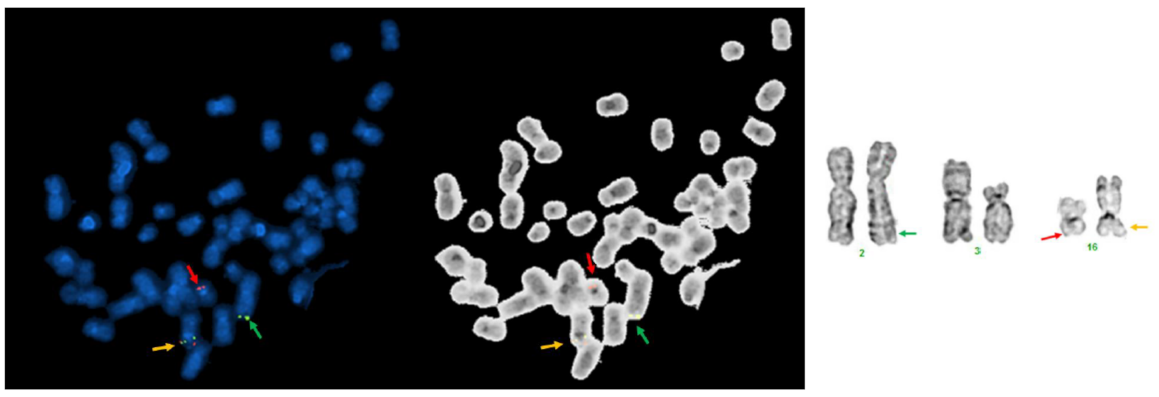 Genes 13 01367 g003 Genes 13 01367 g003