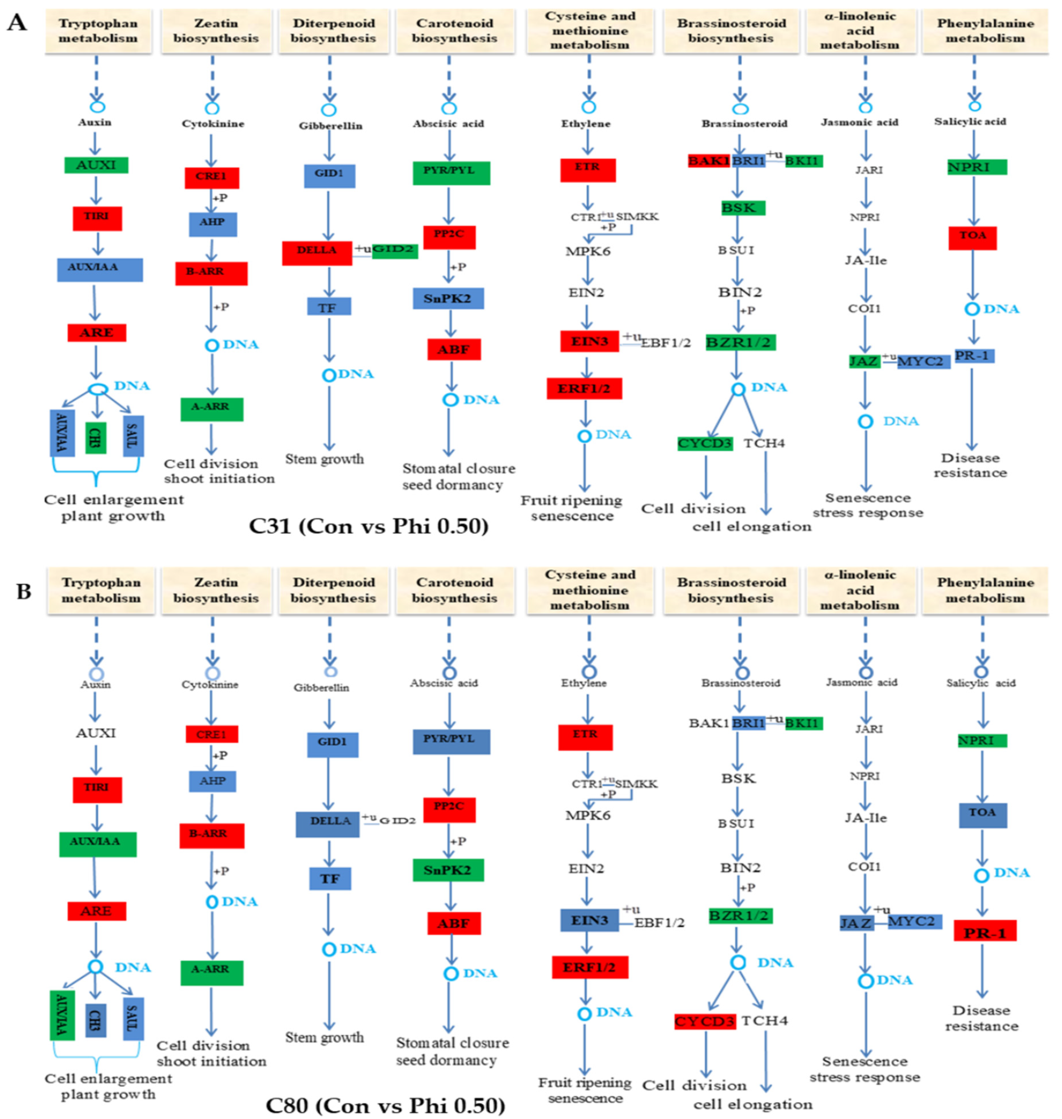 Genes 13 01379 g010 Genes 13 01379 g010
